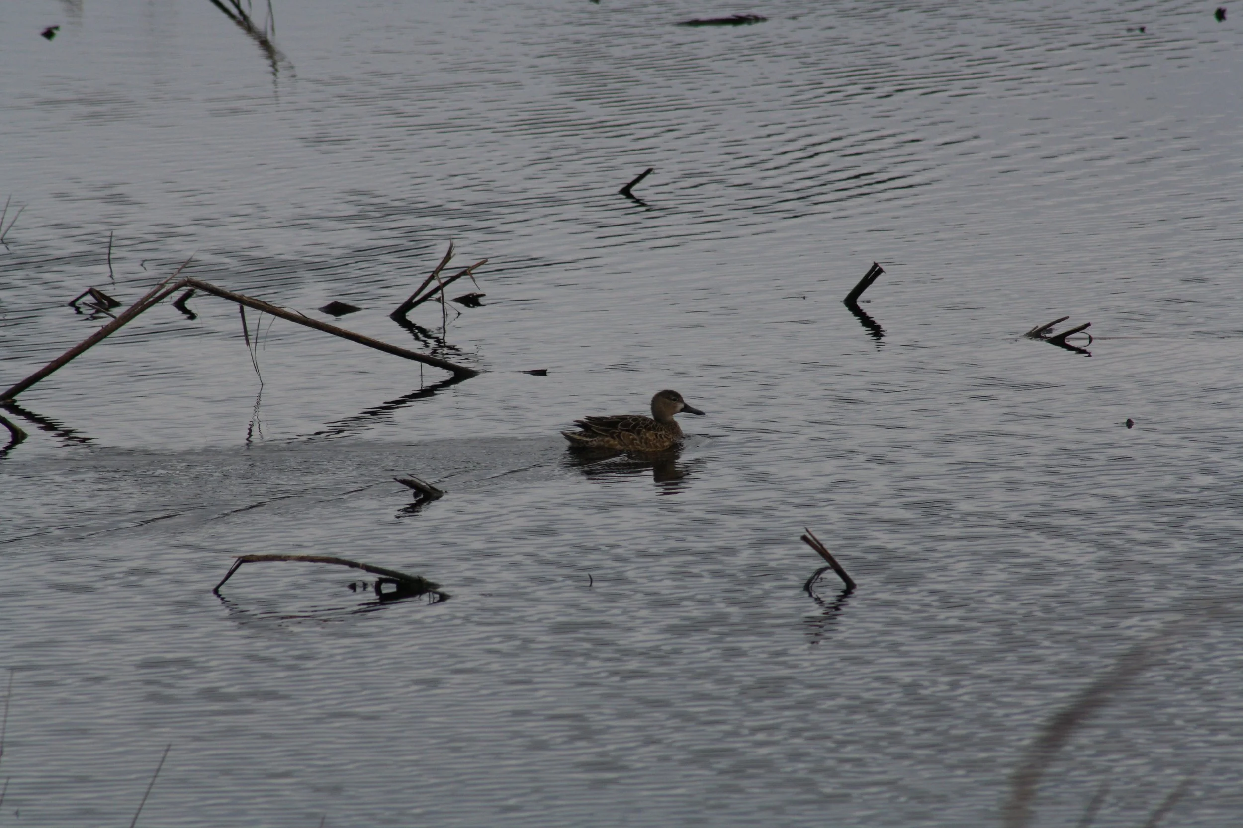 Blue Winged Teal, Savannah, GA, 2026.