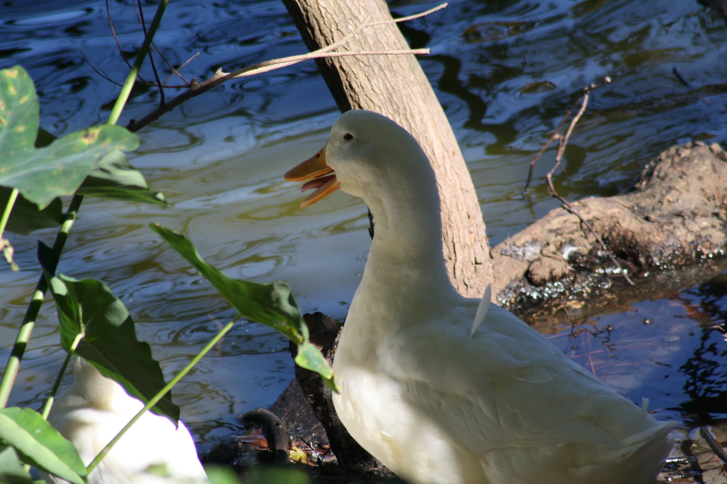 Domestic Goose, Savannah, GA, 2025.