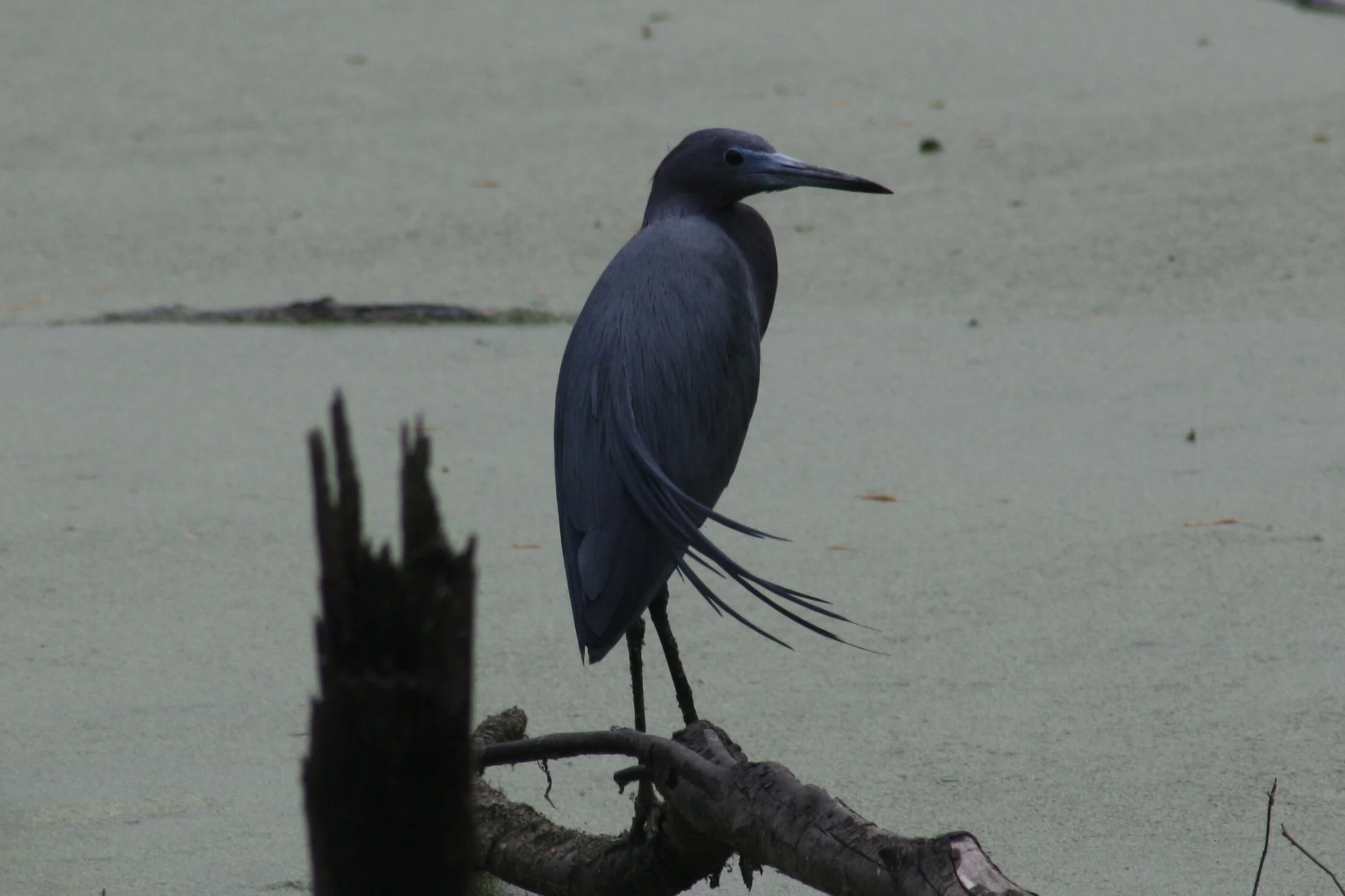 Little Blue Heron, Hilton Head Island, SC, 2026.