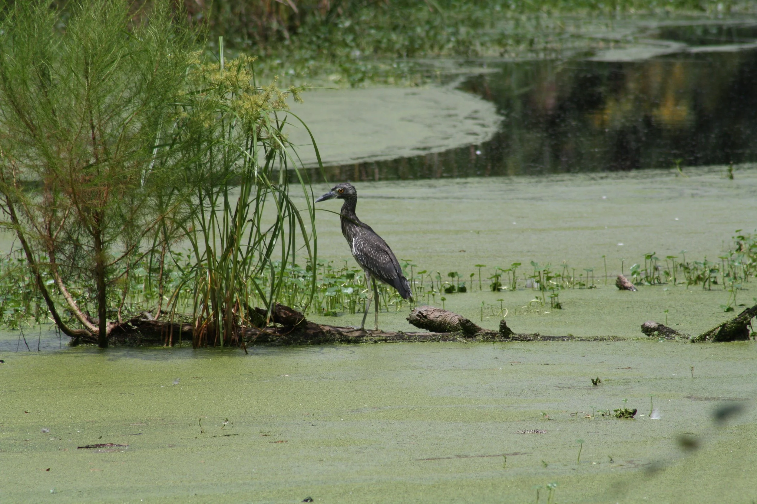 Yellow Crowned Night Heron, Skidaway Island, GA, 2025.