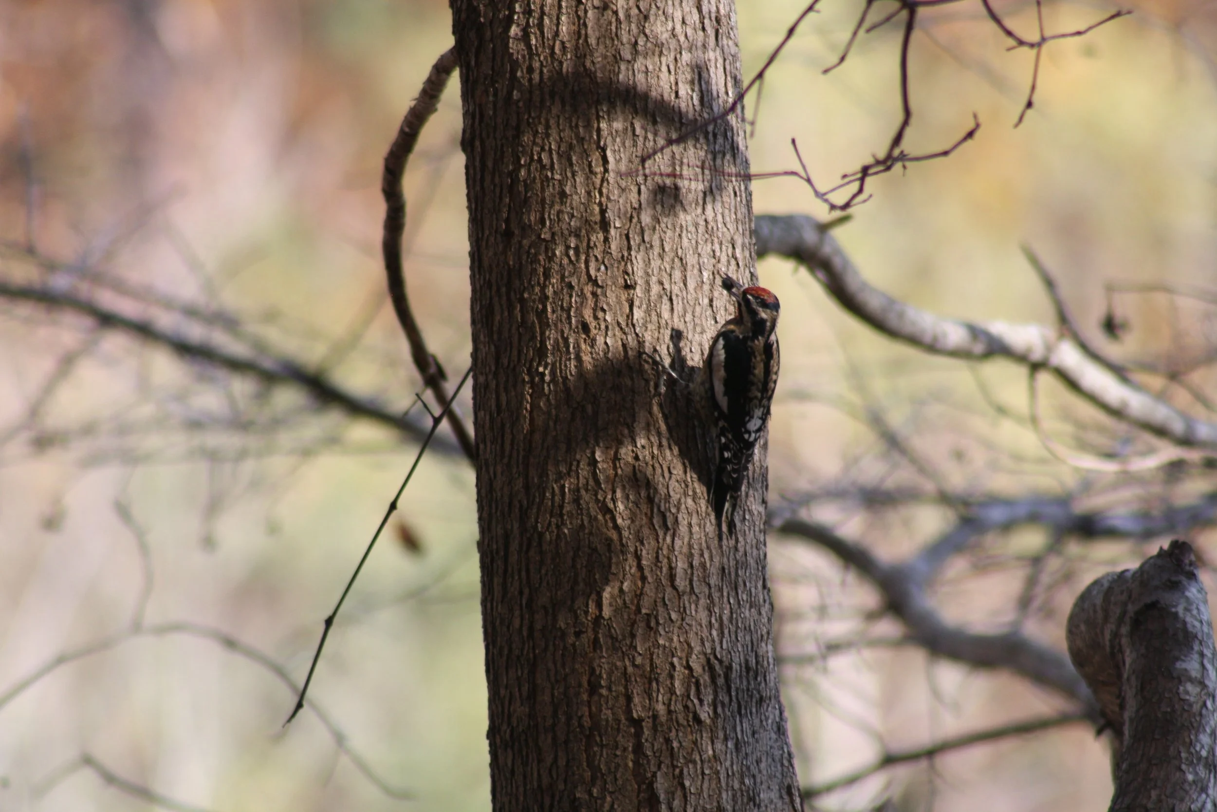 Yellow Bellied Sapsucker, Atlanta, GA, 2025.