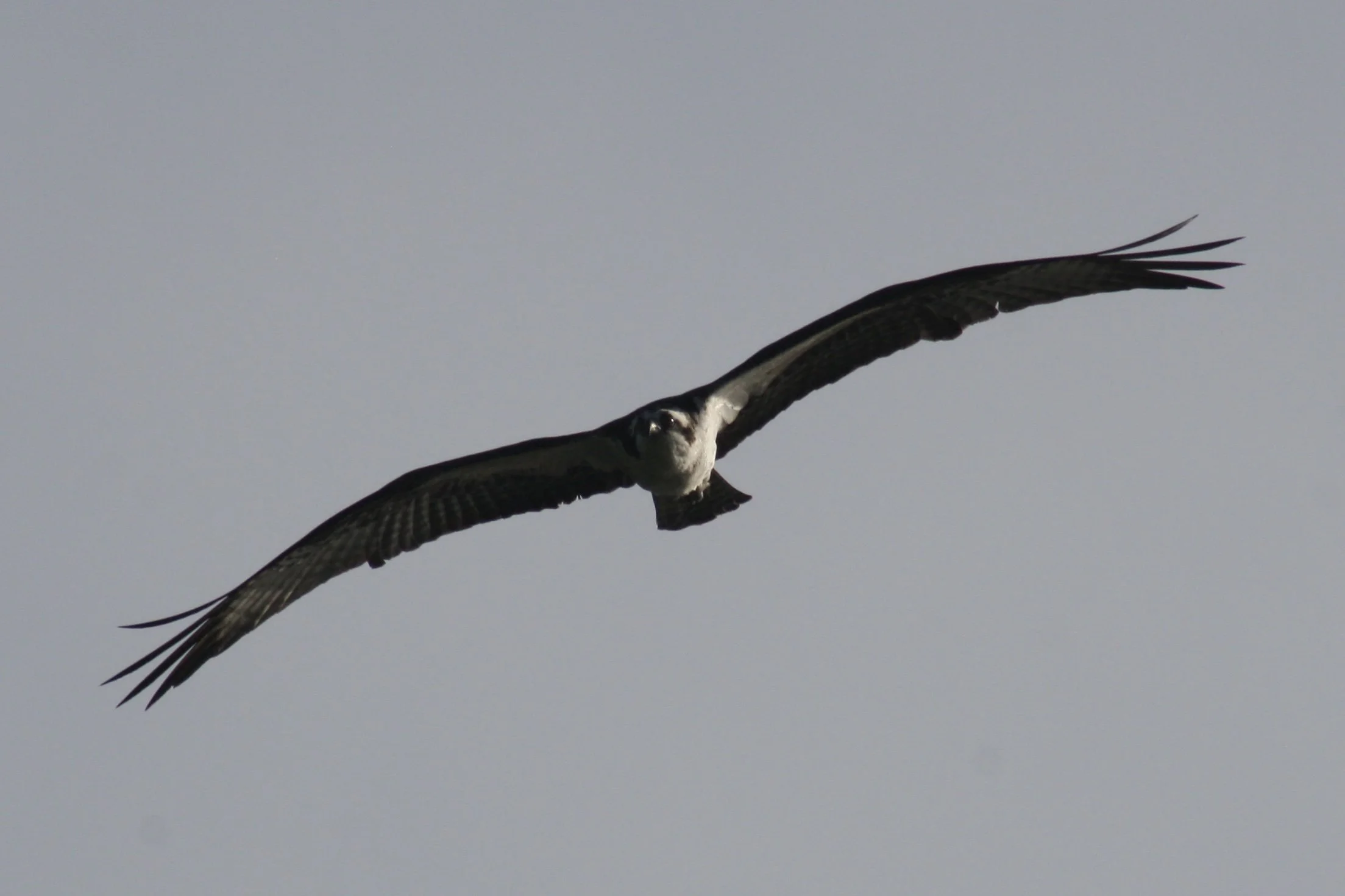Osprey, Jekyll Island, GA, 2026.