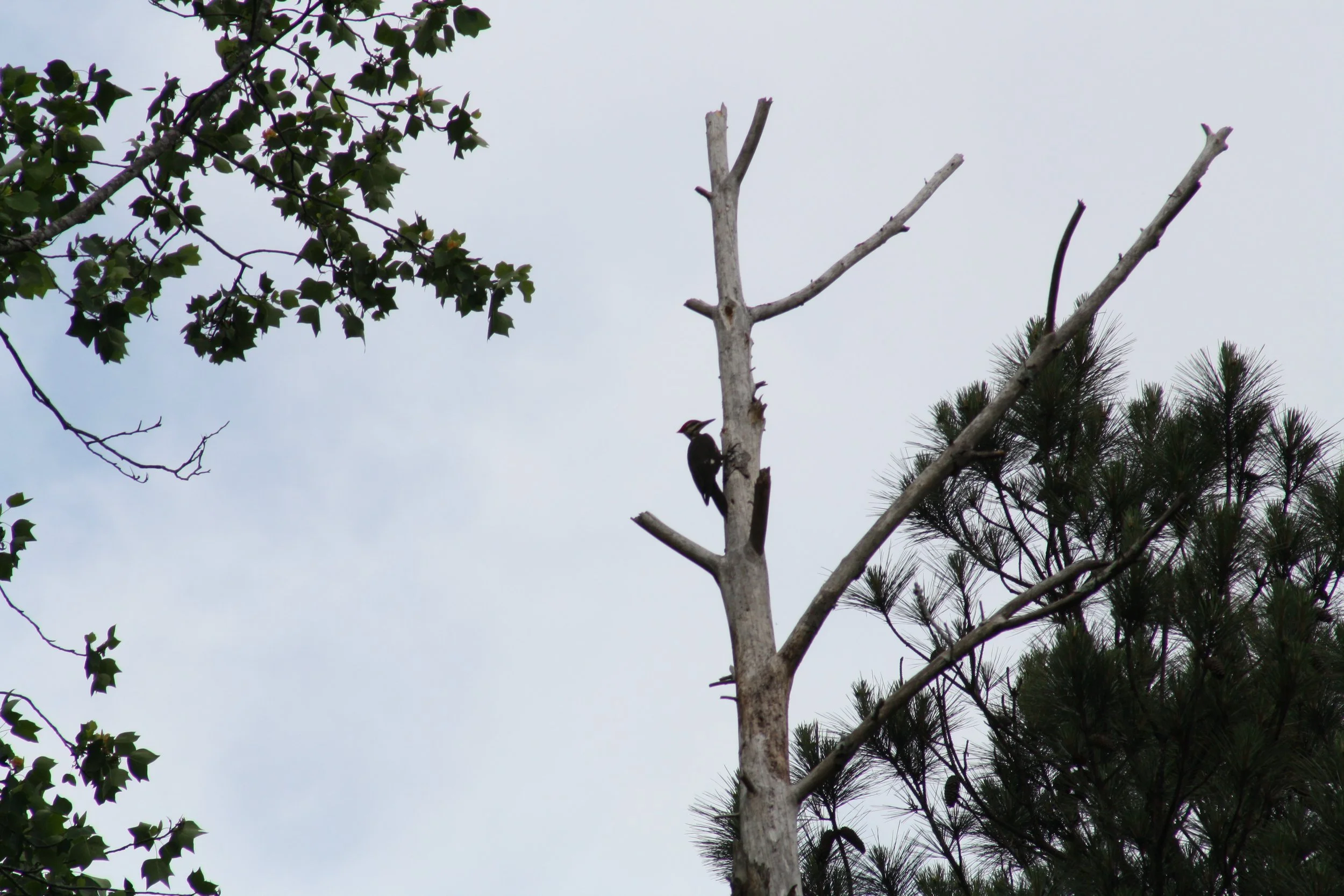 Pileated Woodpecker, Atlanta, GA, 2025.