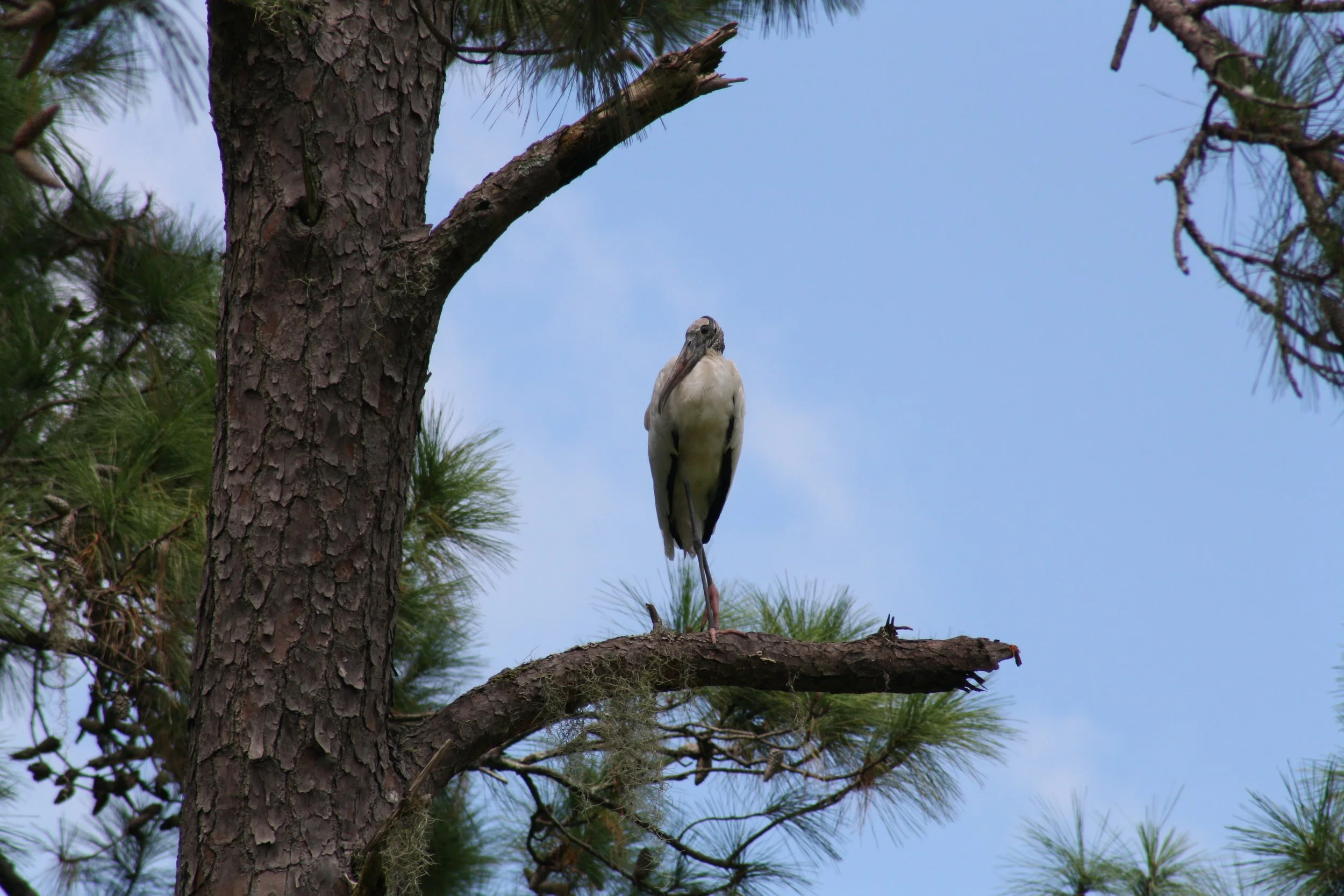 Wood Stork, Skidaway Island, GA, 2025.