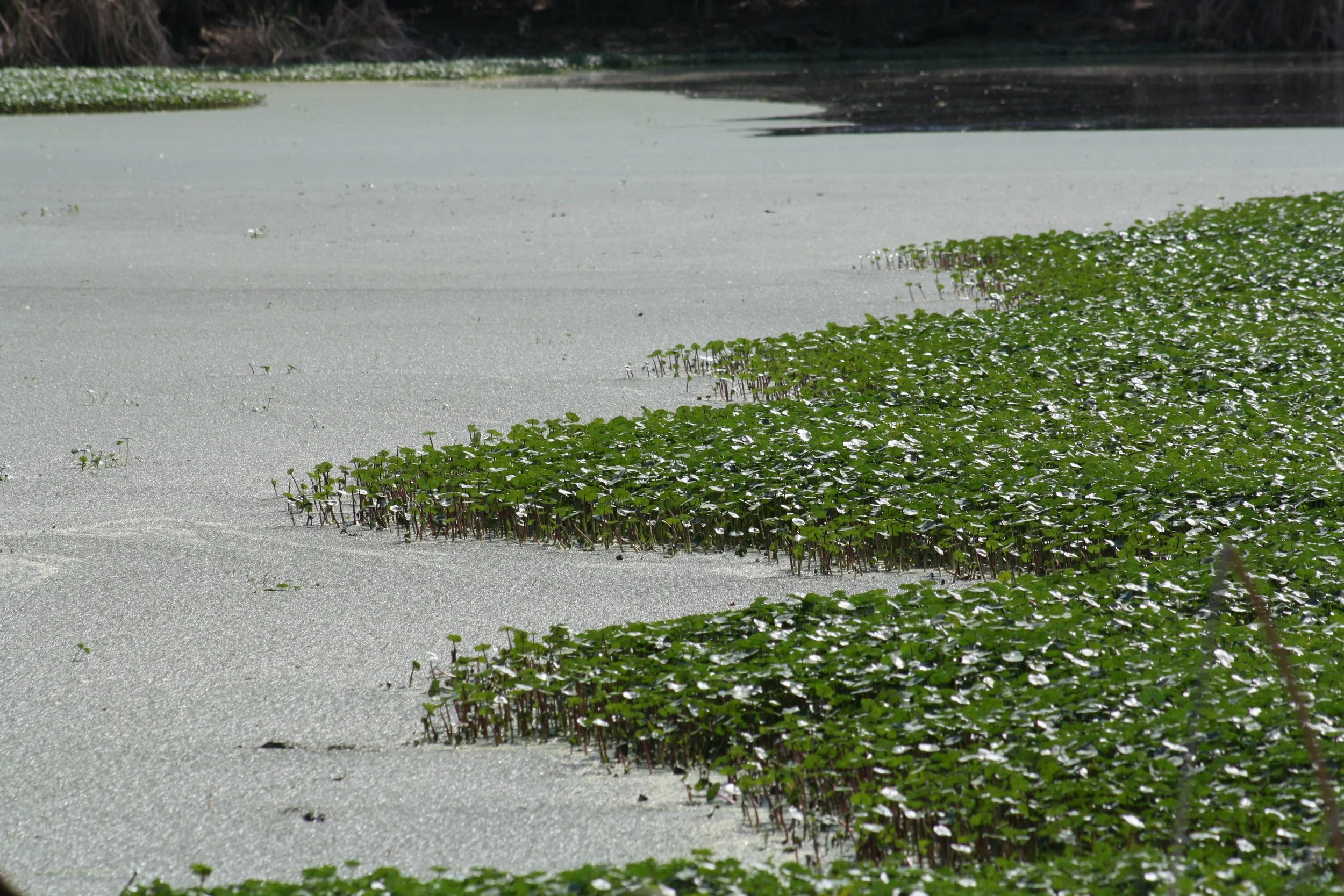 Skidaway Island, GA, 2026.