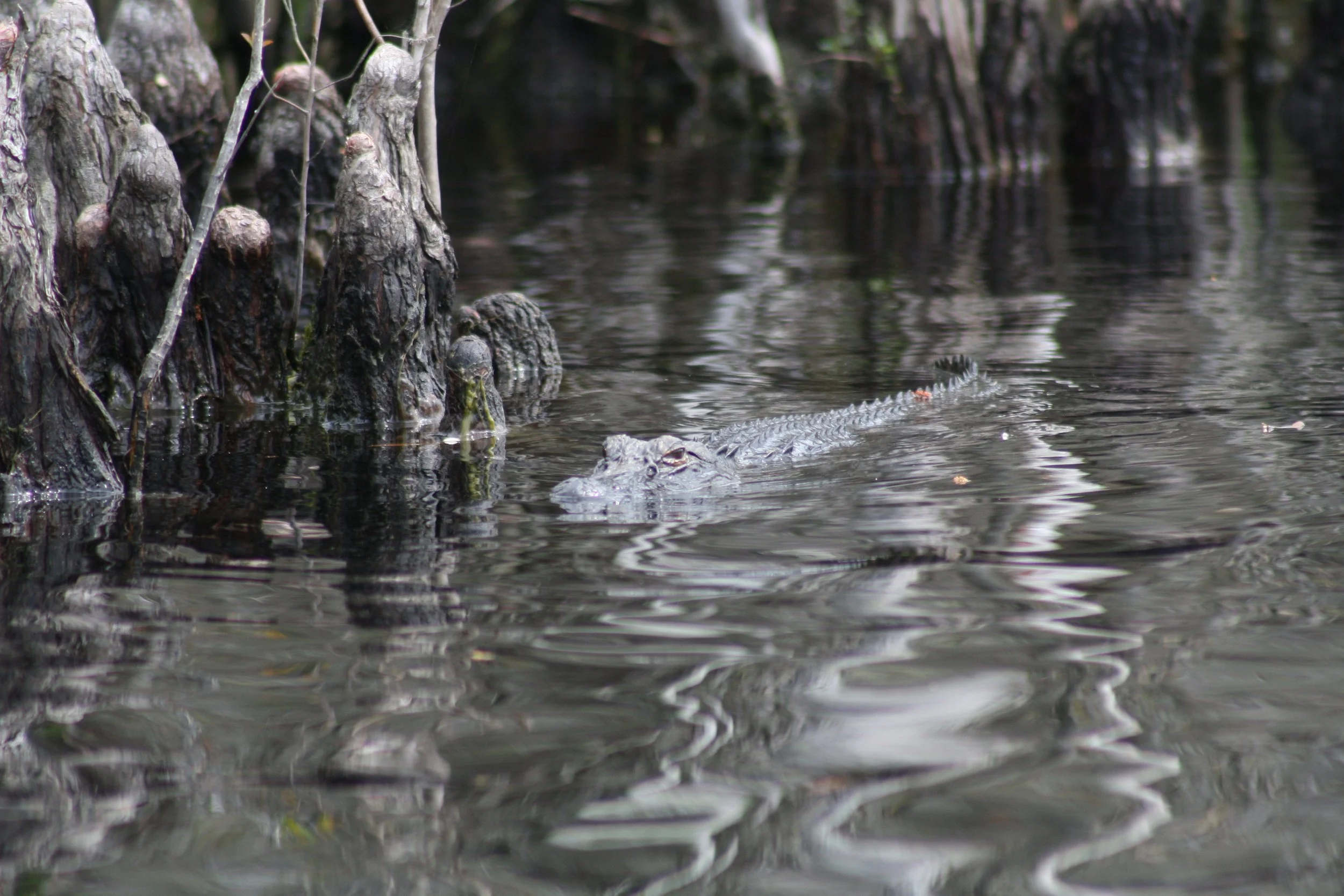 Alligator, Okefenokee Swamp, GA, 2025.