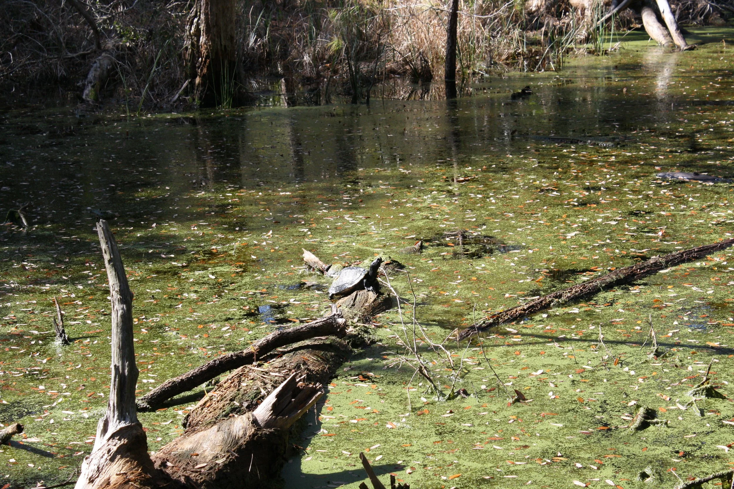 Turtle, Skidaway Island, GA, 2025.