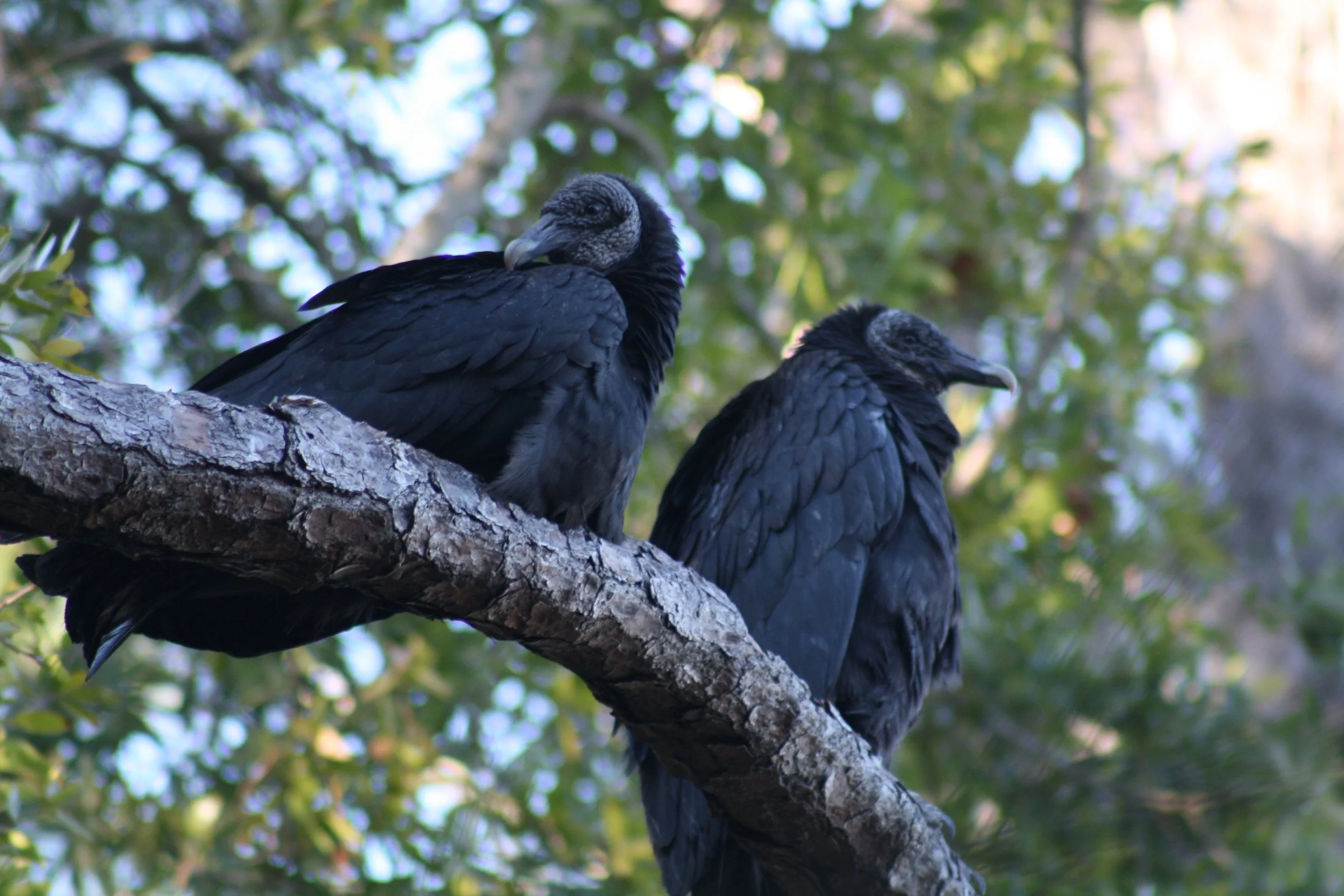Black Vulture, Jekyll Island, GA, 2026.