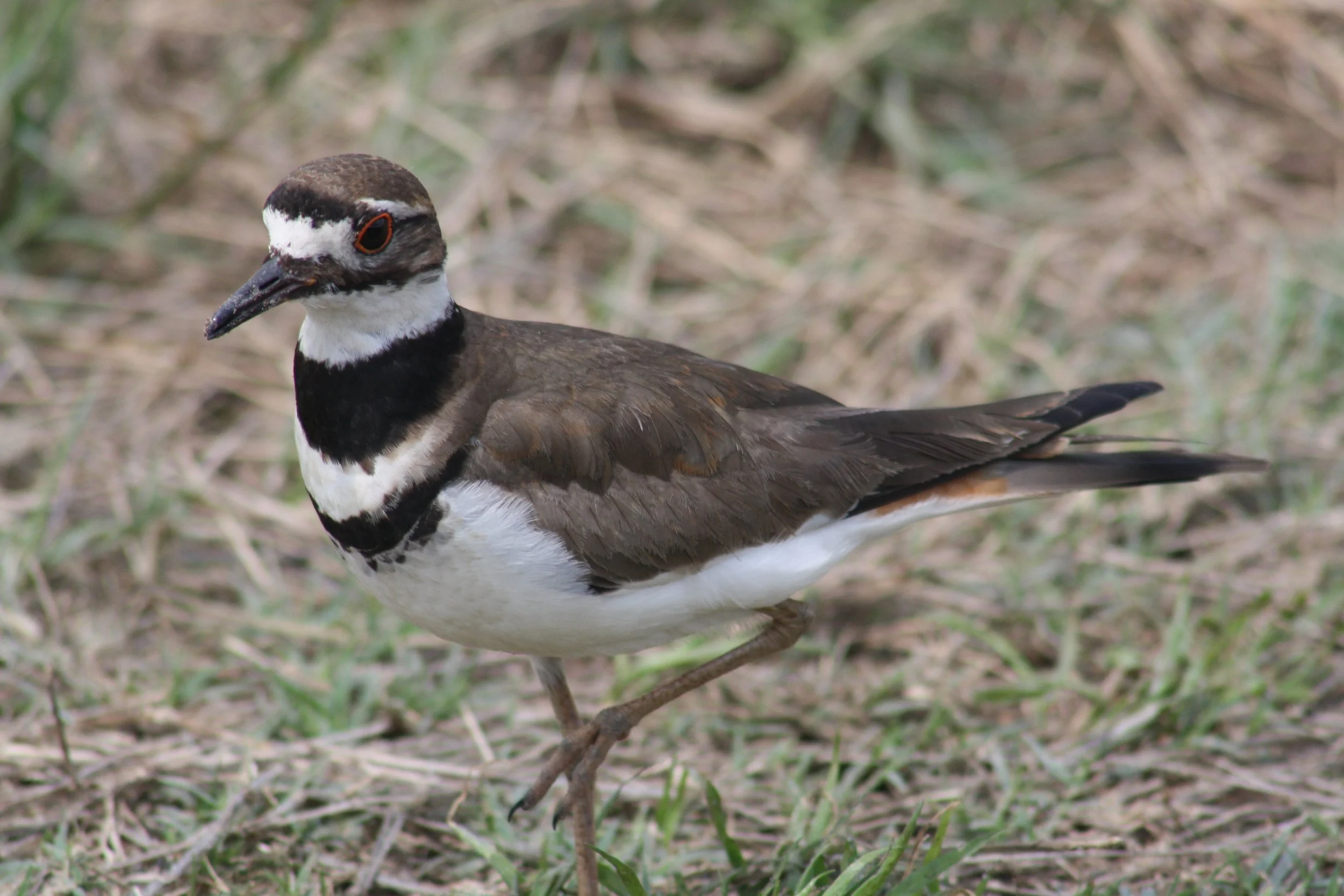 Killdeer, Savannah, GA, 2026.