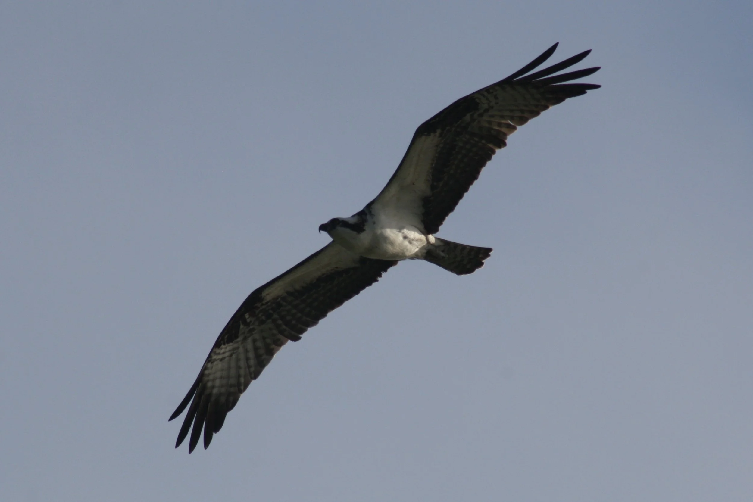 Osprey, Jekyll Island, GA, 2026.