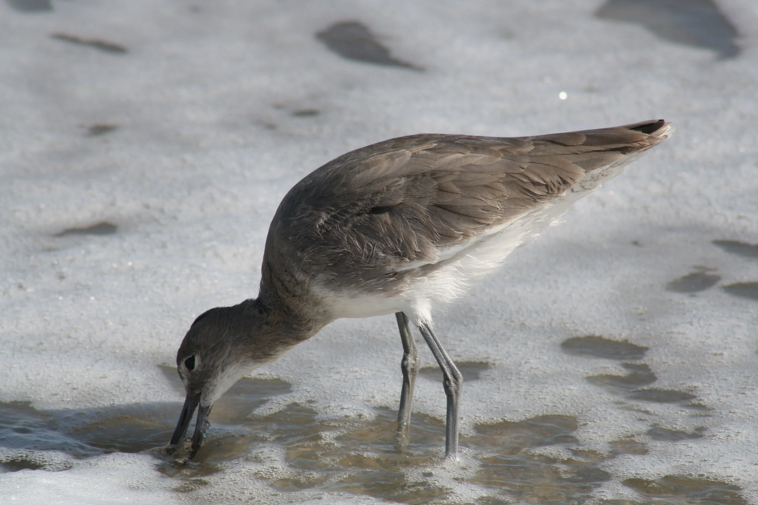 Willet, Tybee Island, GA, 2025.