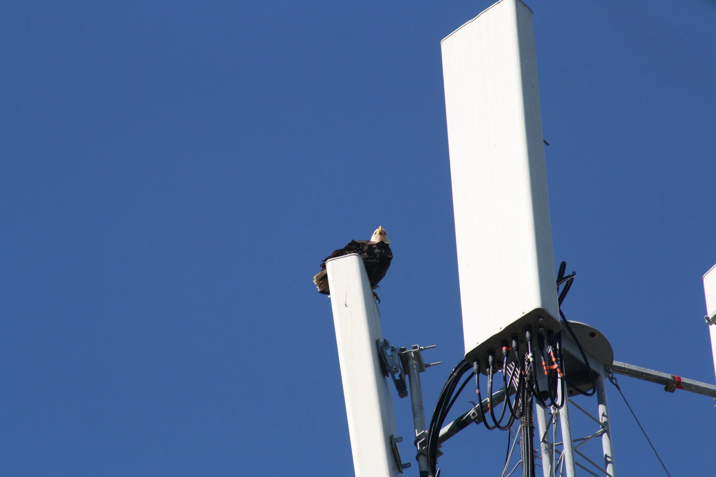 Bald Eagle, Jekyll Island, GA, 2025.
