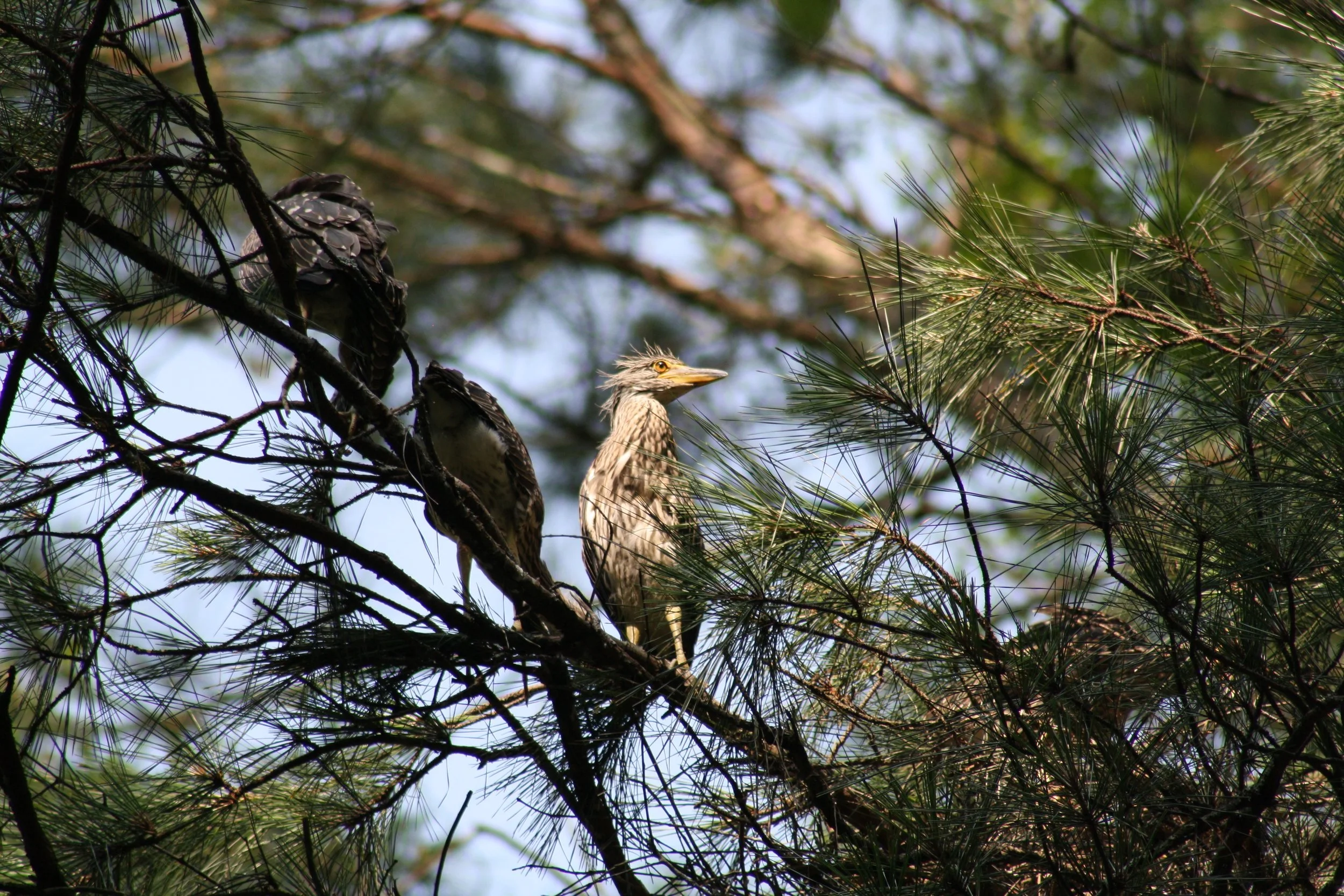 Yellow Crowned Night Heron, Cochran Shoals, GA, 2025.
