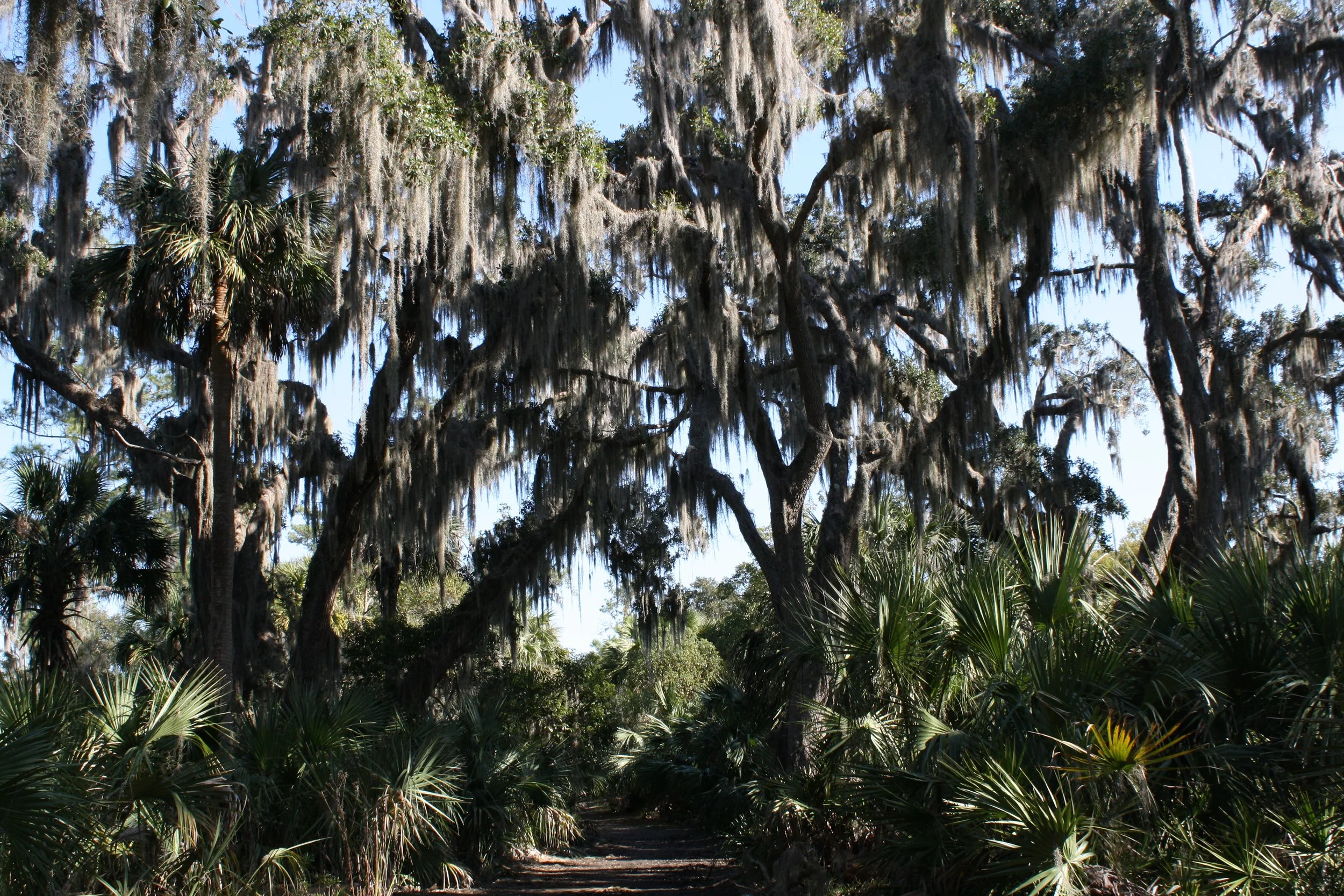 Skidaway Island, GA, 2025.