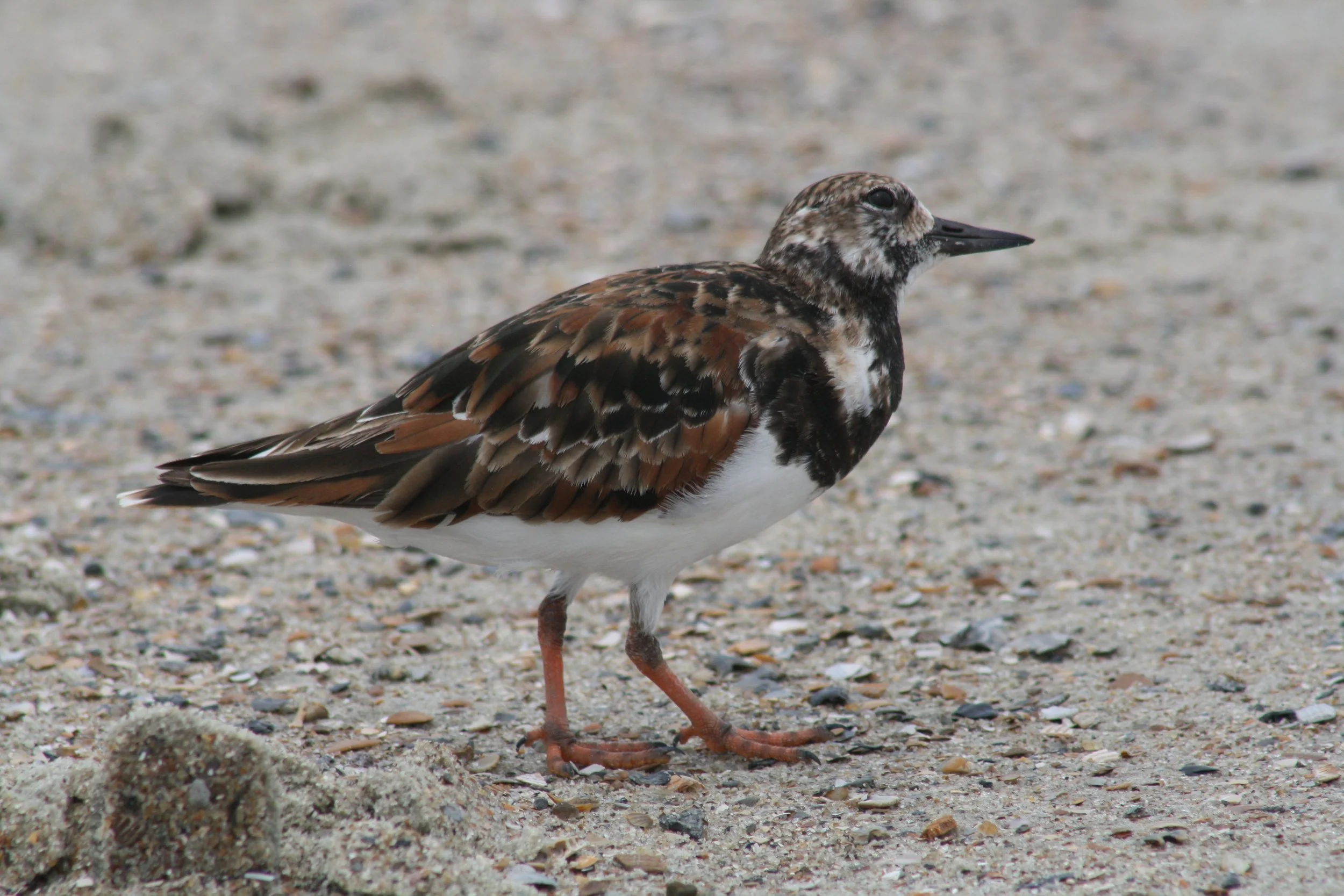 Ruddy Turnstone, Tybee Island, GA, 2026.