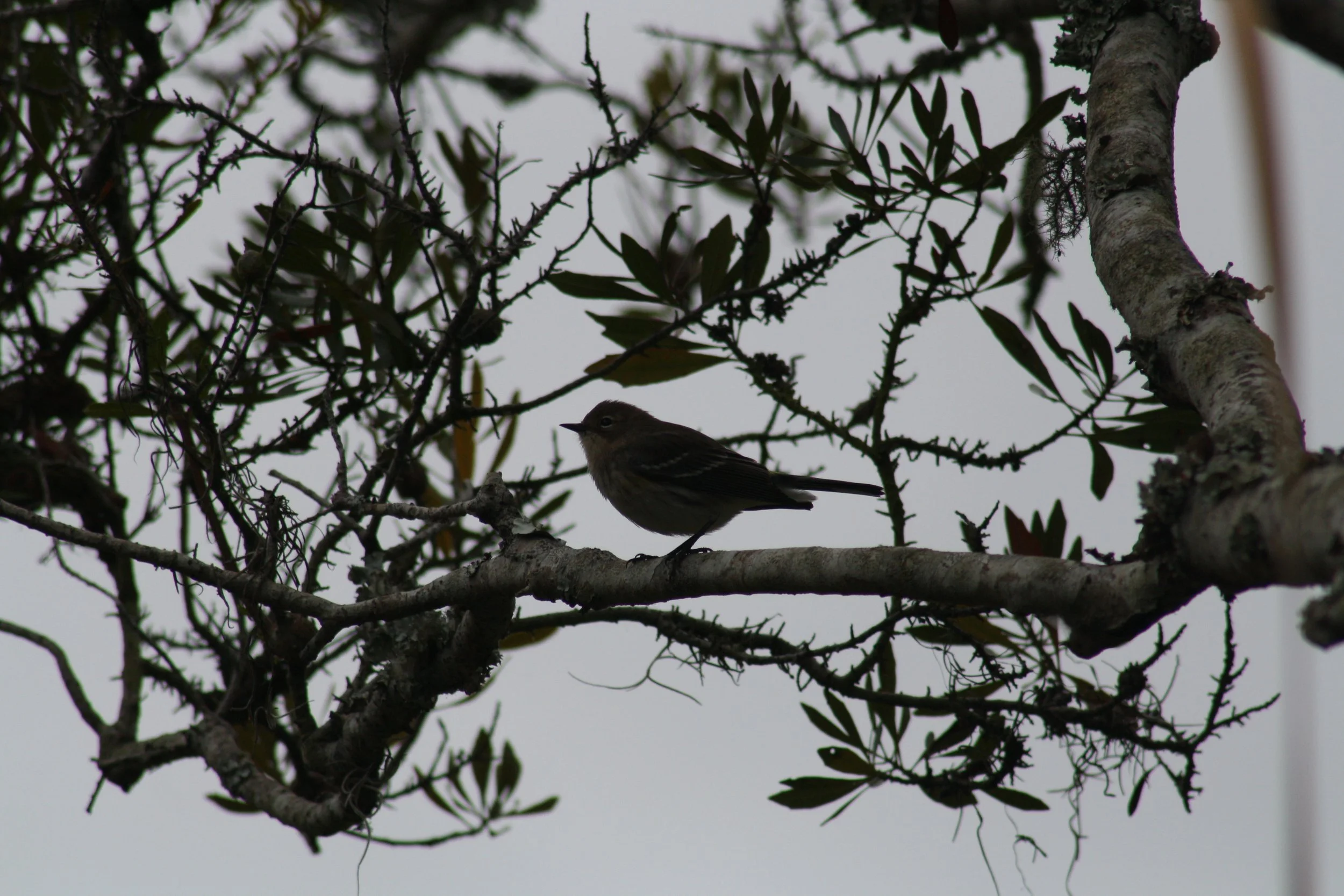 Yellow Rumped Warbler, Skidaway Island, GA, 2025.