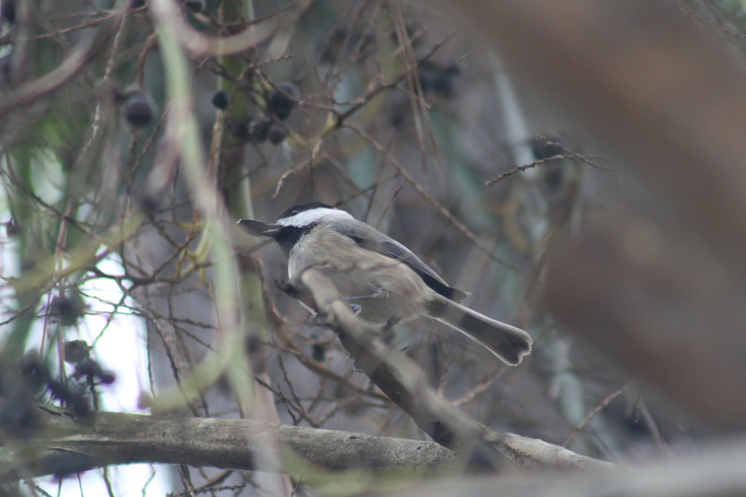 Carolina Chickadee, Skidaway Island, GA, 2025.