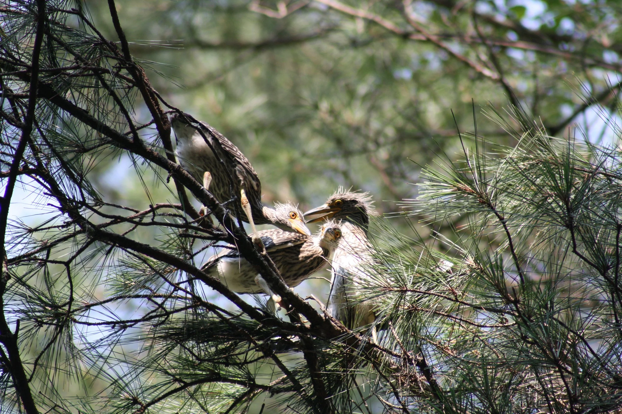 Yellow Crowned Night Heron, Cochran Shoals, GA, 2025.