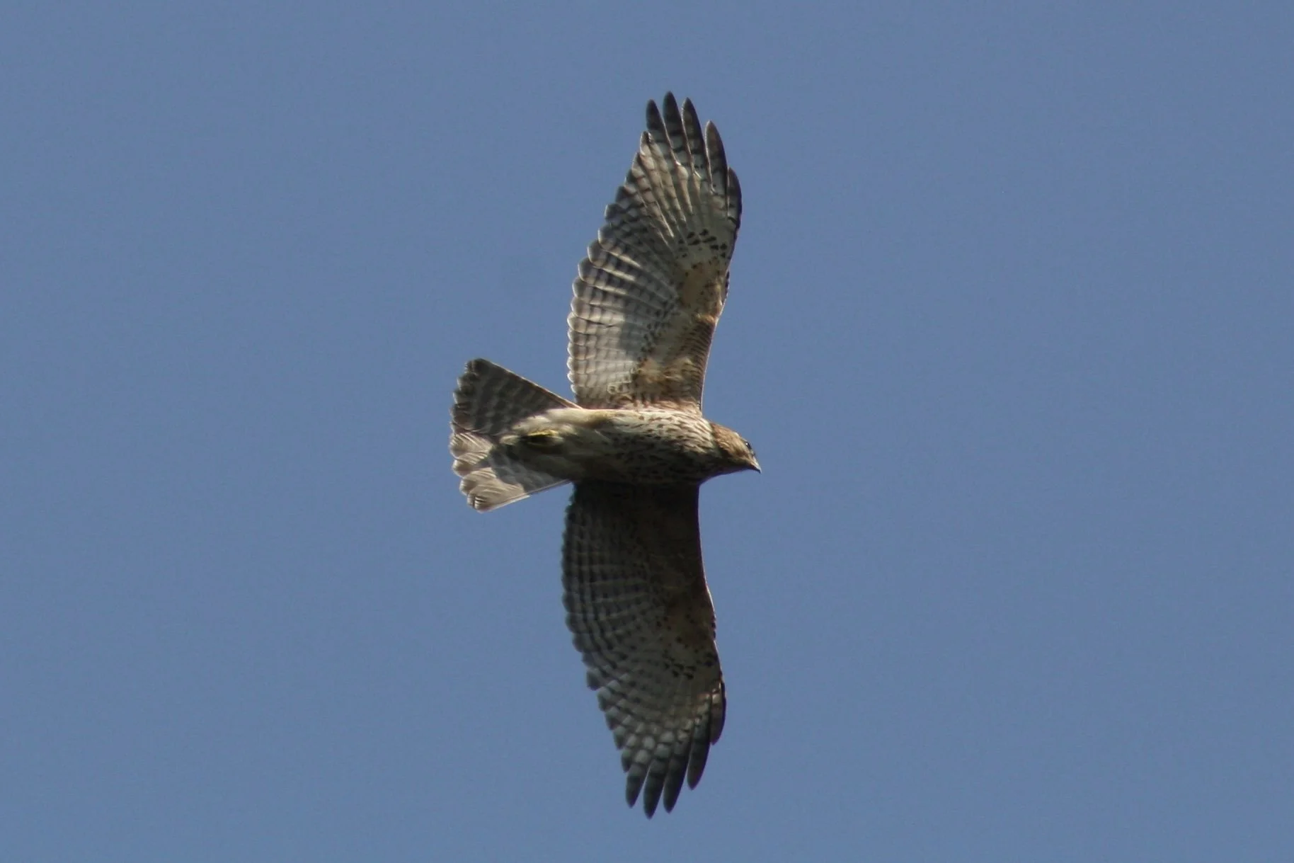 Red Shouldered Hawk, Atlanta, GA, 2026.