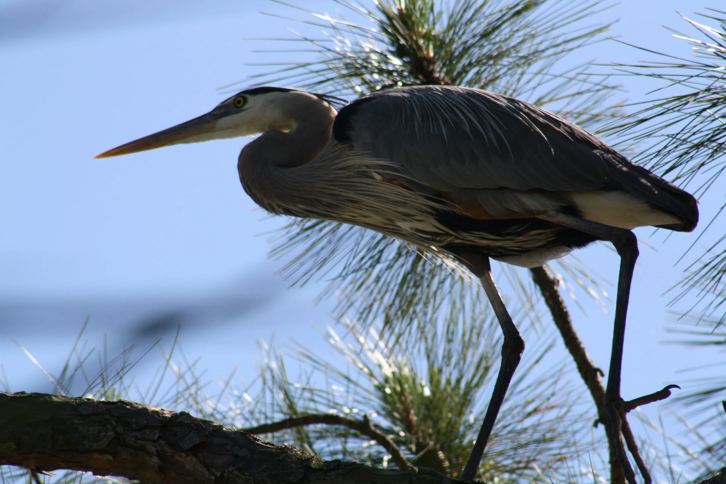Great Blue Heron, Skidaway Island, GA, 2025.