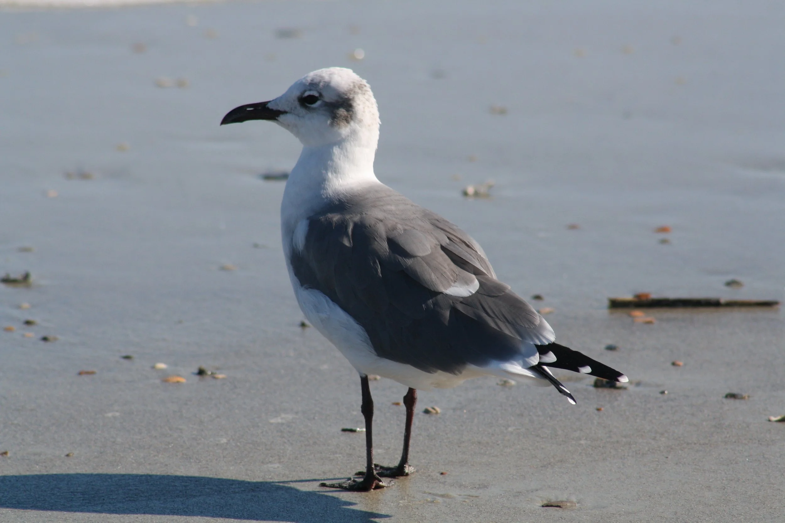 Laughing Gull, Tybee Island, GA, 2025.