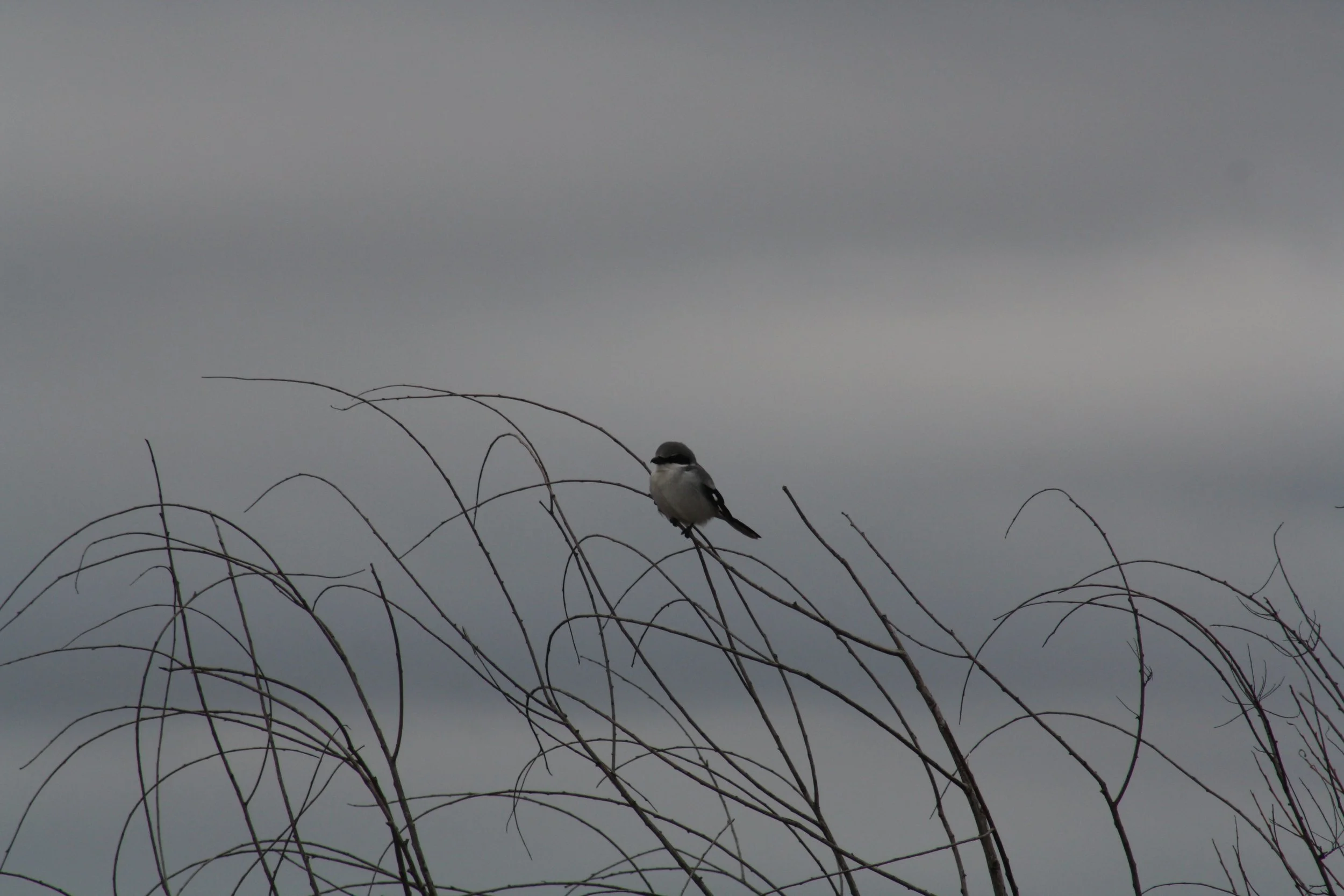 Loggerhead Shrike, Savannah, GA, 2026.