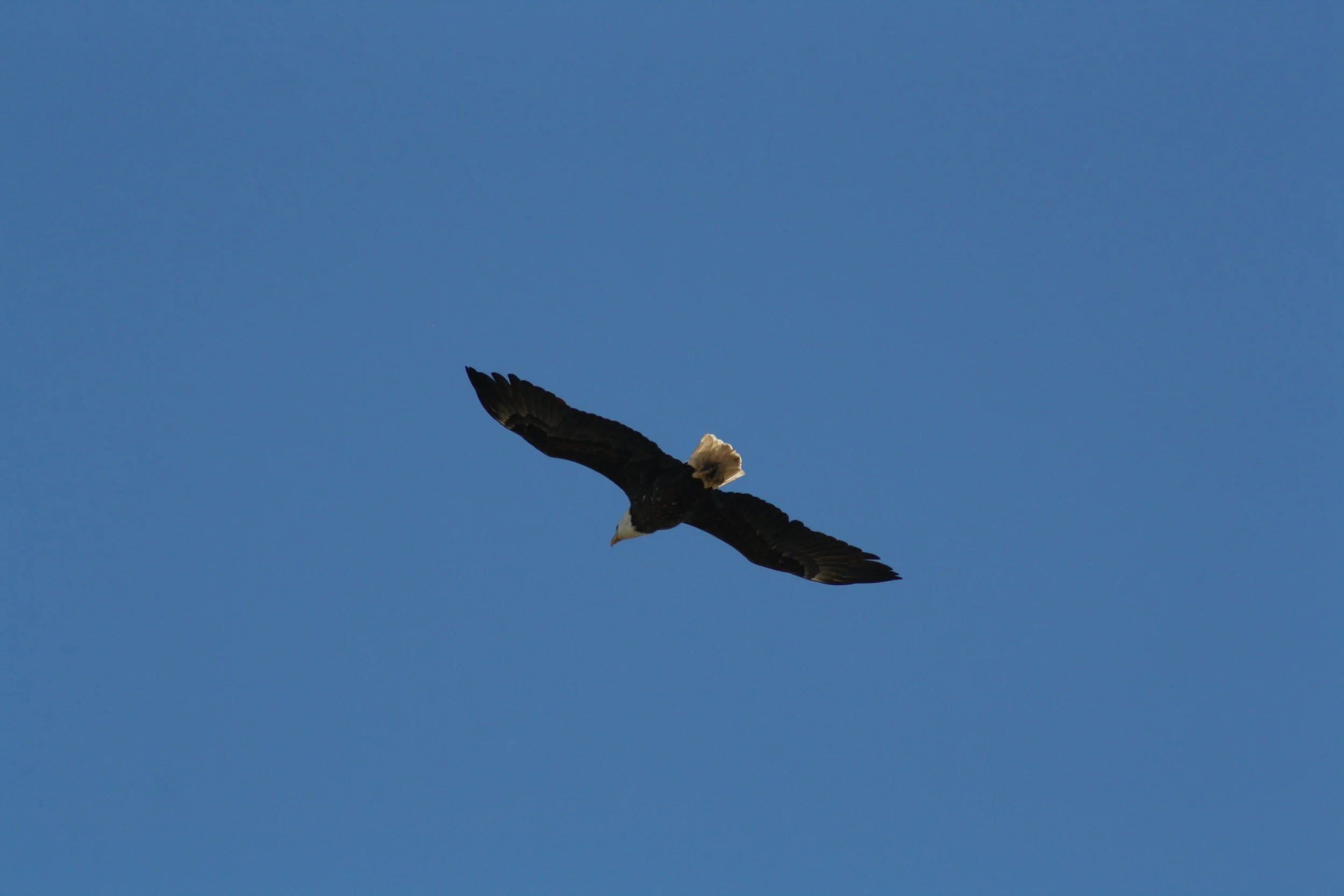 Bald Eagle, Jekyll Island, GA, 2025.