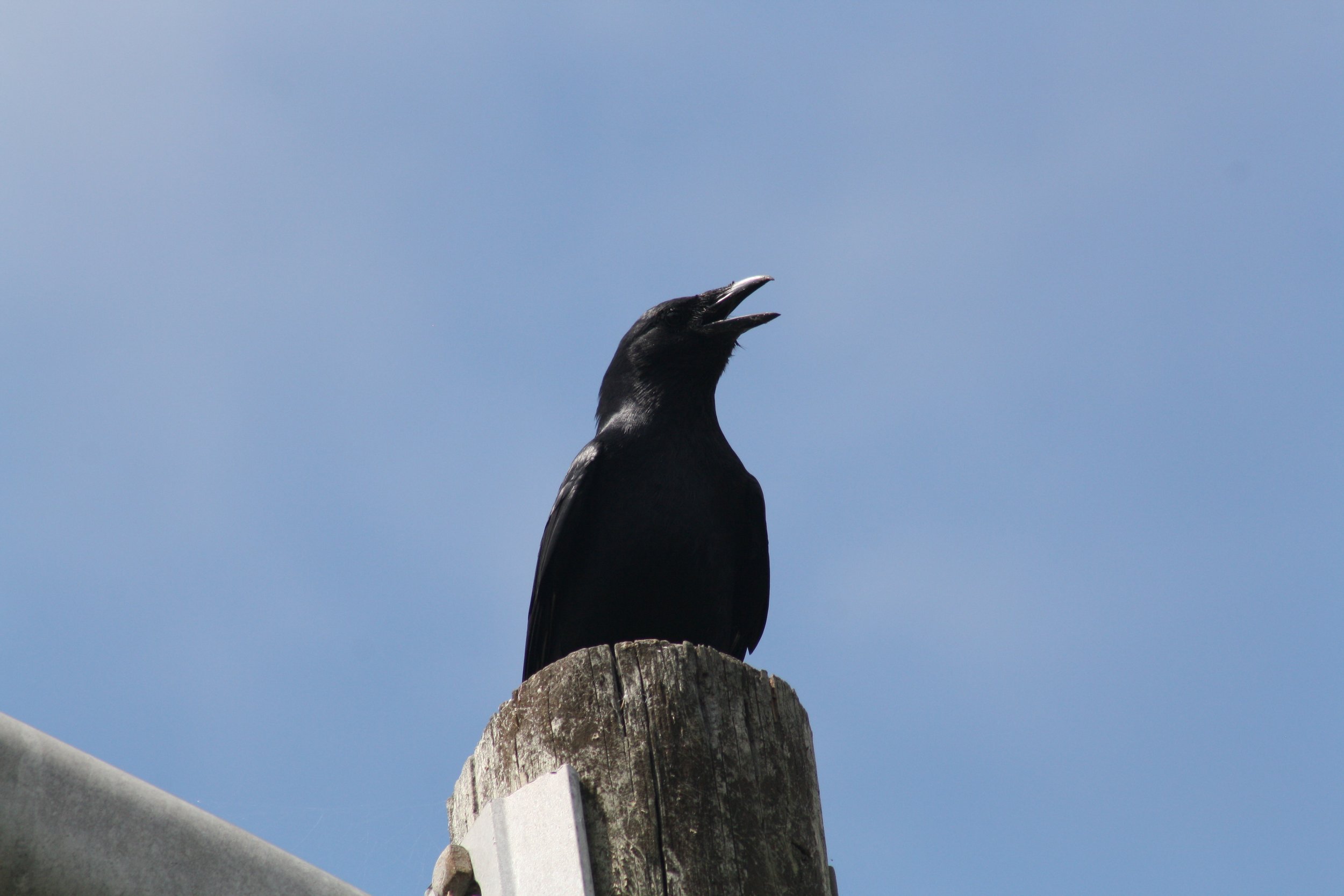 Fish Crow, Savannah, GA, 2026.