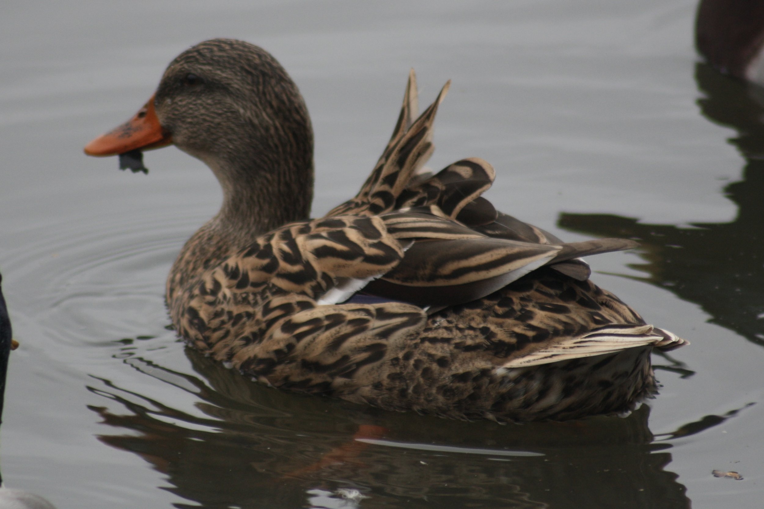 Mallard, Savannah, GA, 2026.