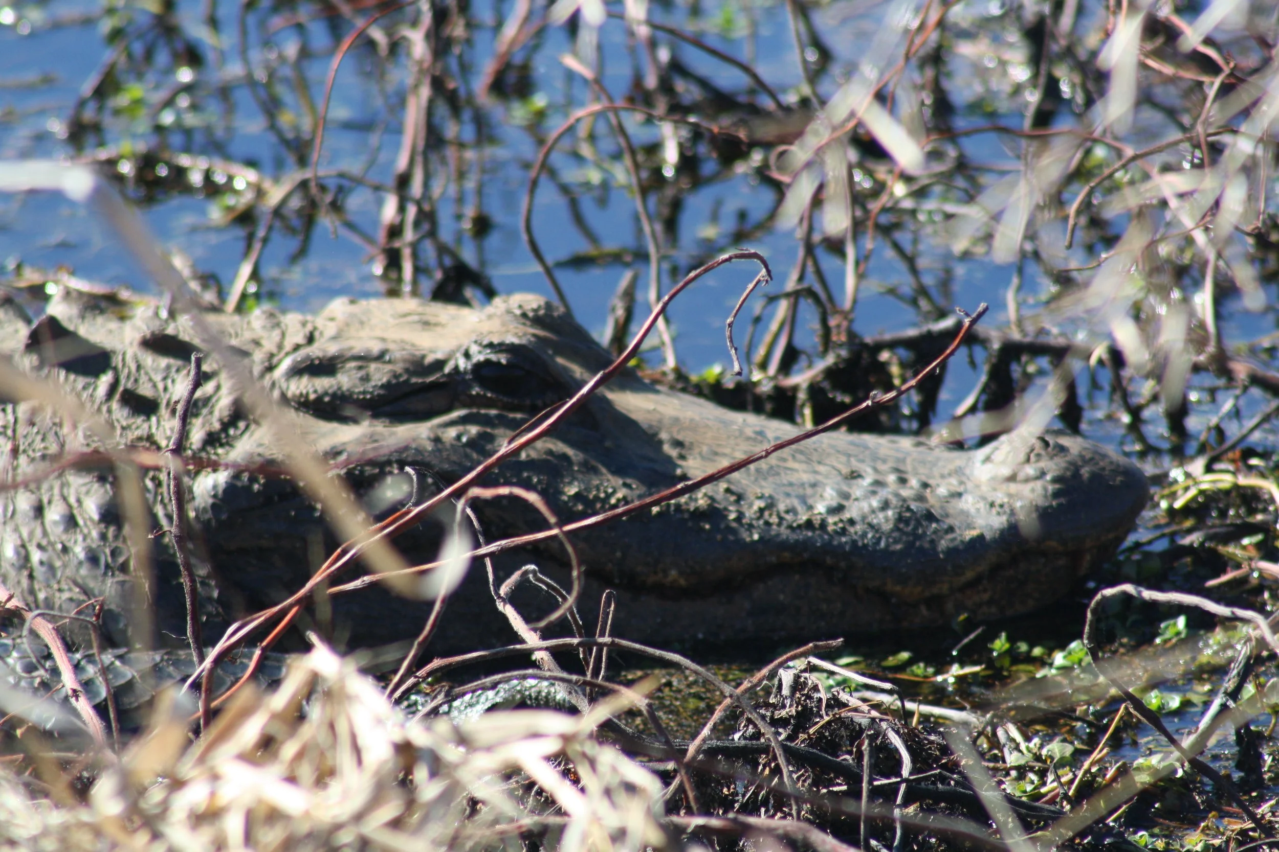 Alligator, Savannah, GA, 2026.