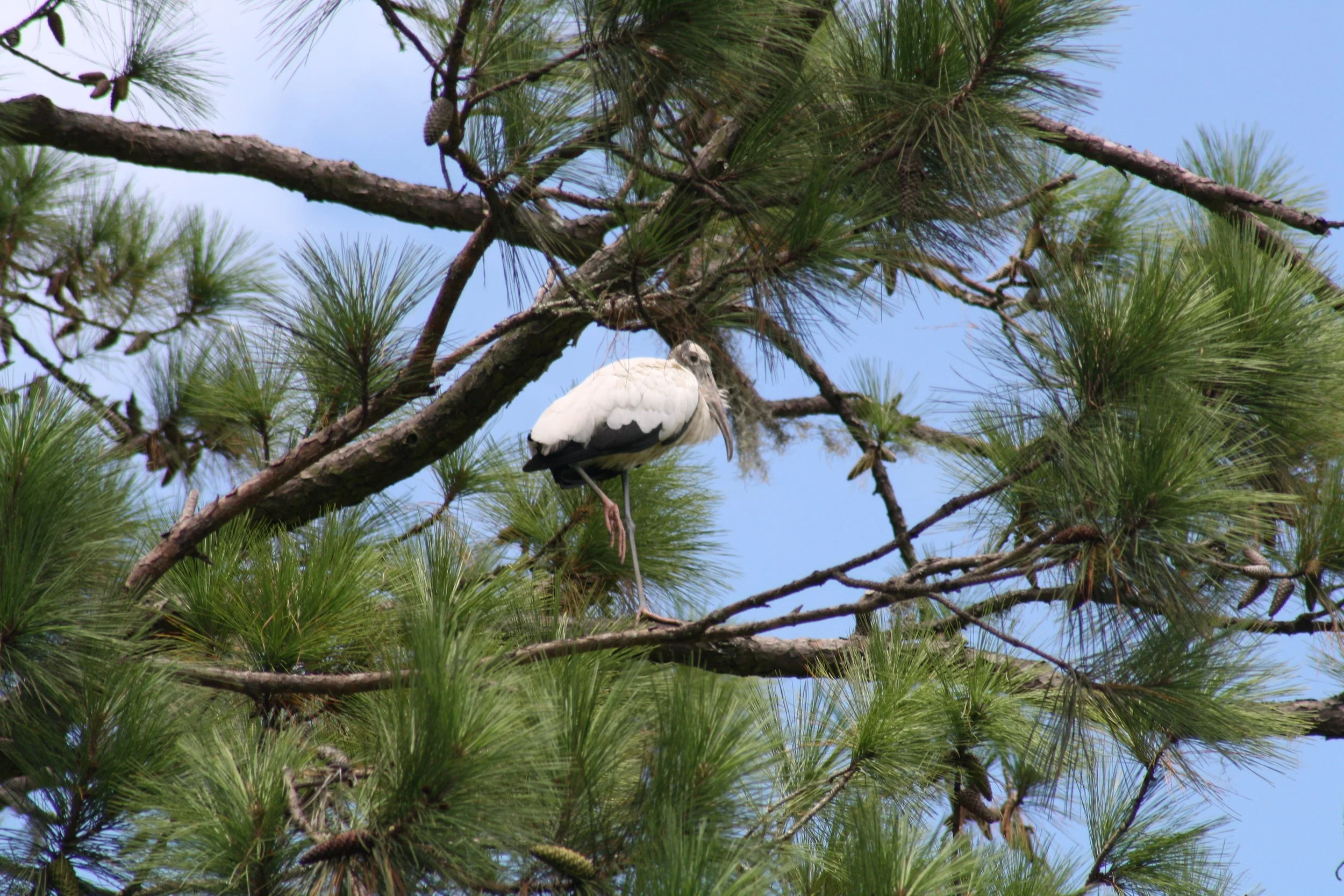 Wood Stork, Skidaway Island, GA, 2025.