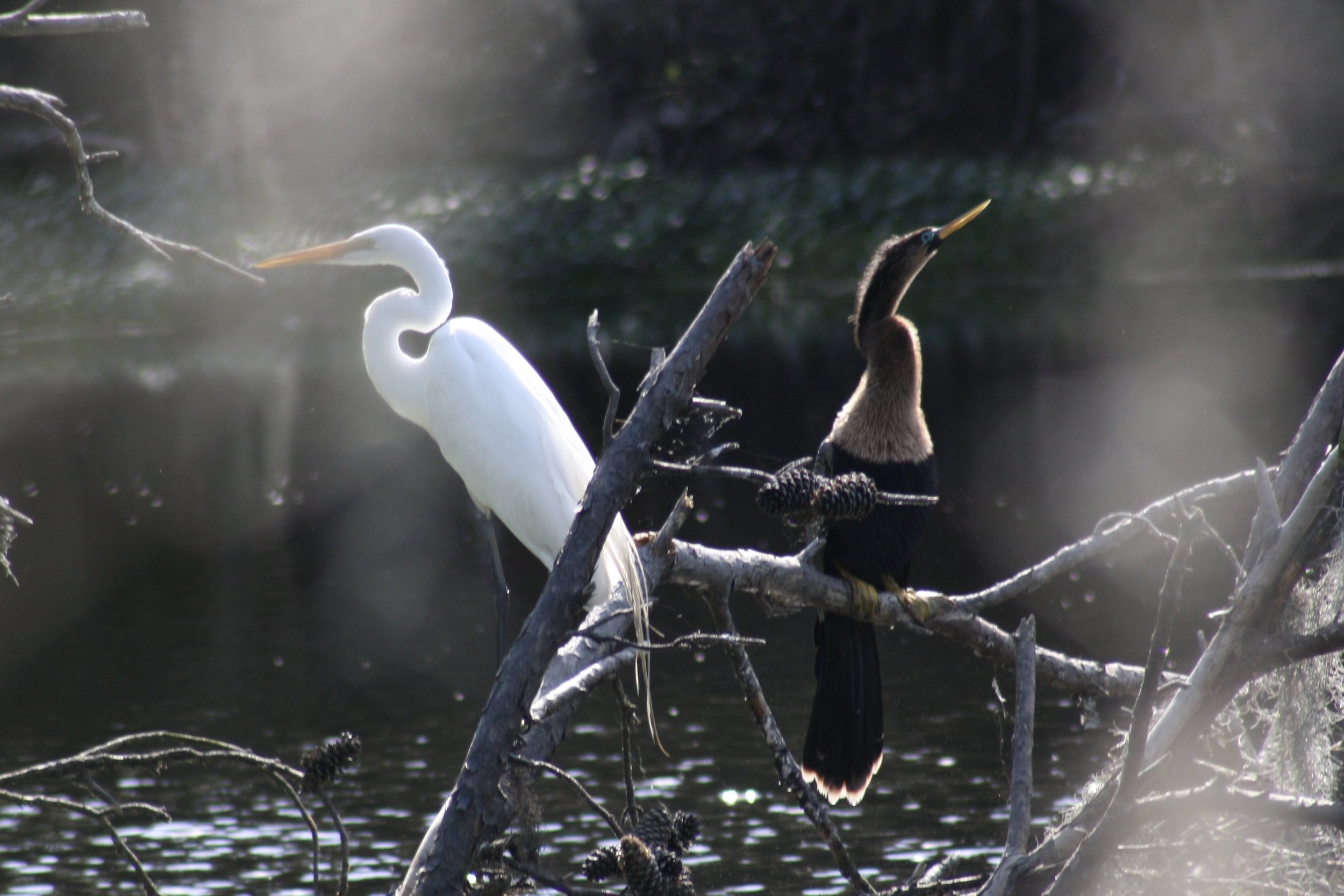 Great Egret and Anhinga, Skidaway Island, GA, 2026.