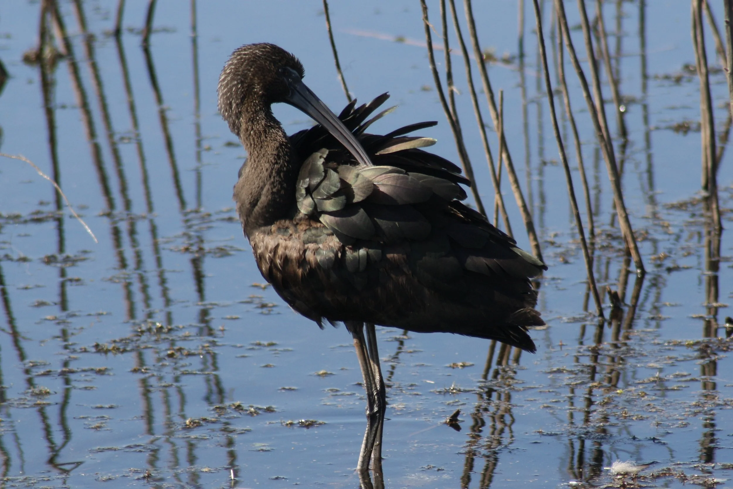Glossy Ibis, Savannah, GA, 2026.