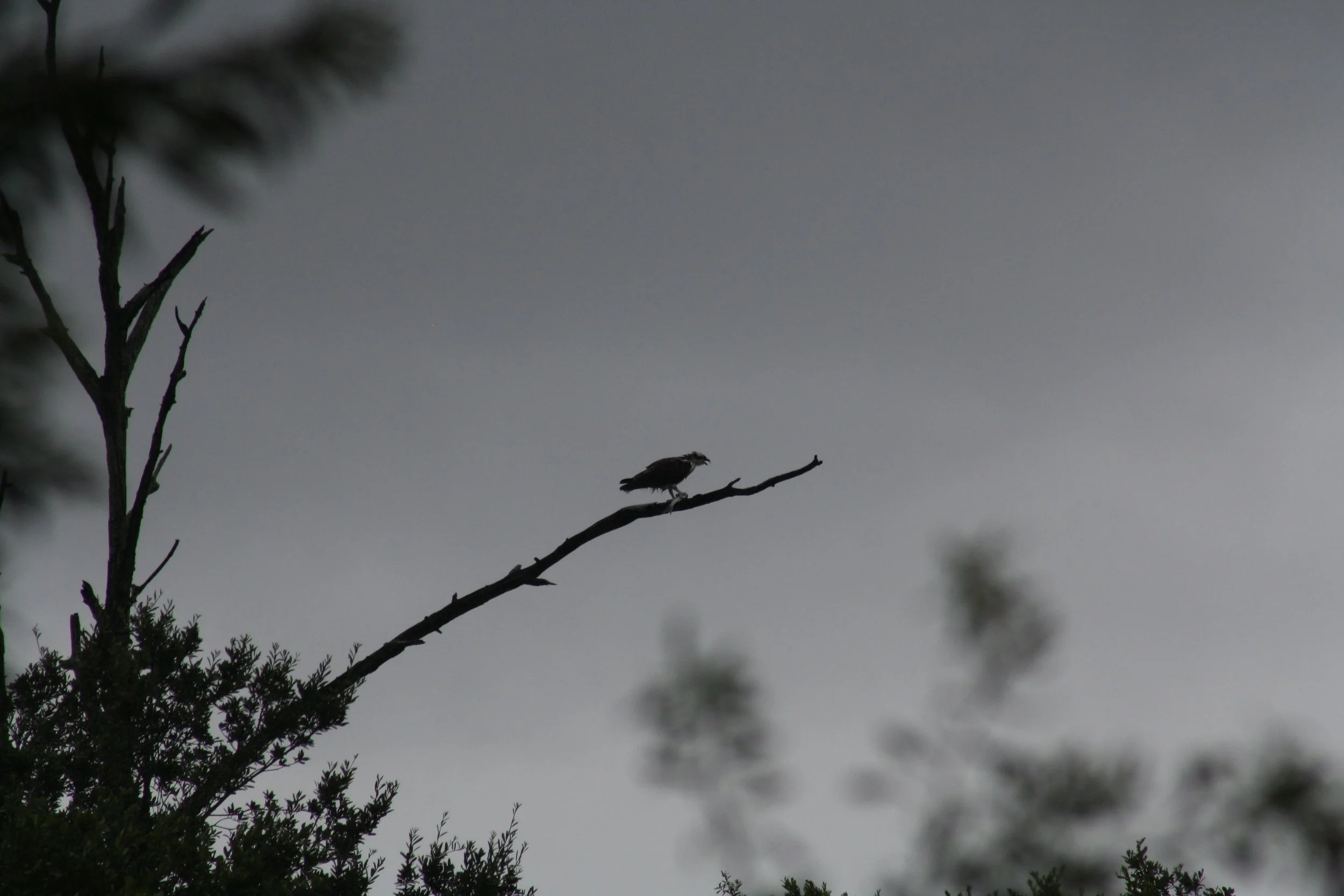 Osprey, Skidaway Island, GA, 2025.