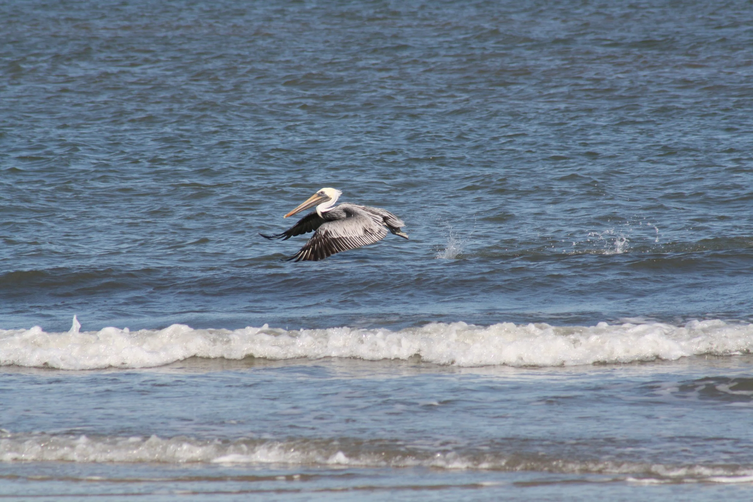 Brown Pelican, Tybee Island, GA, 2025.