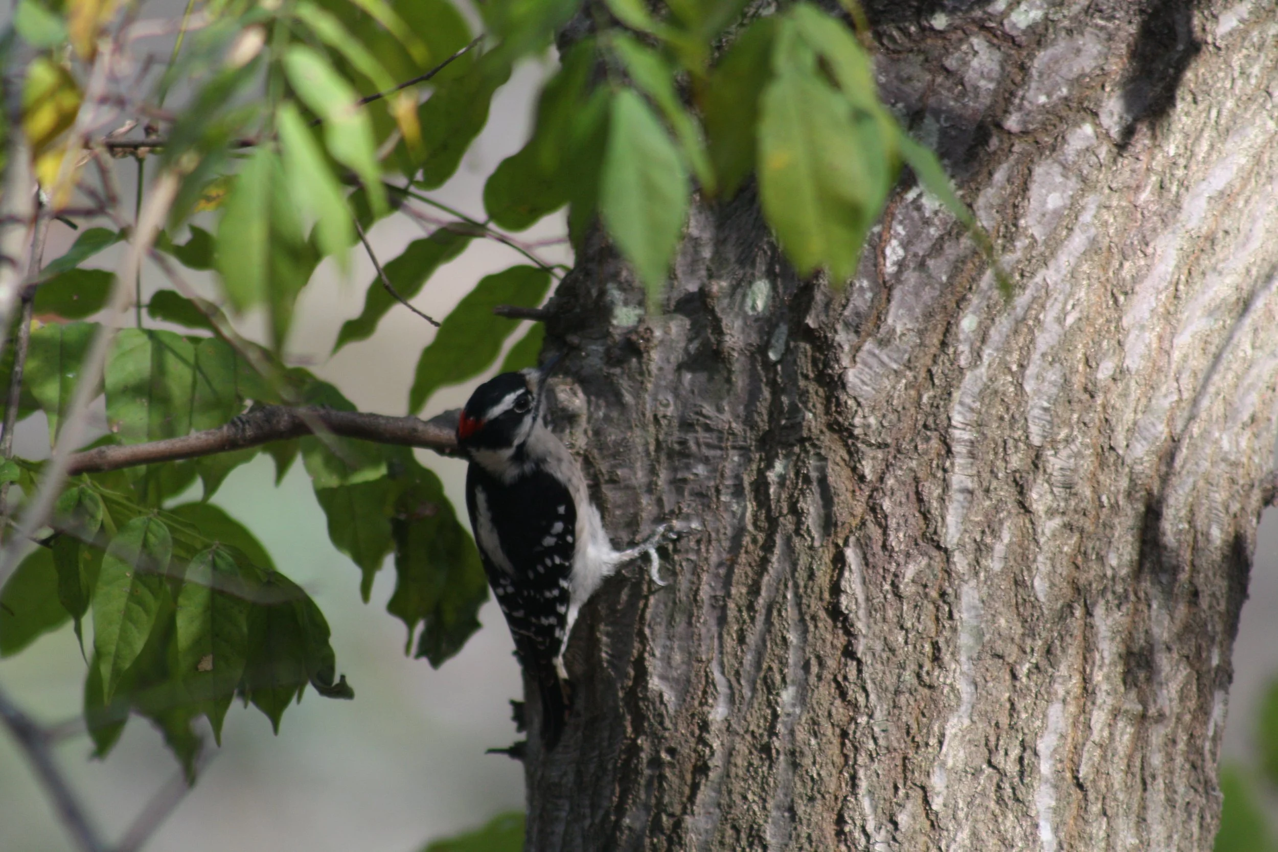 Downy Woodpecker, Atlanta, GA, 2025.