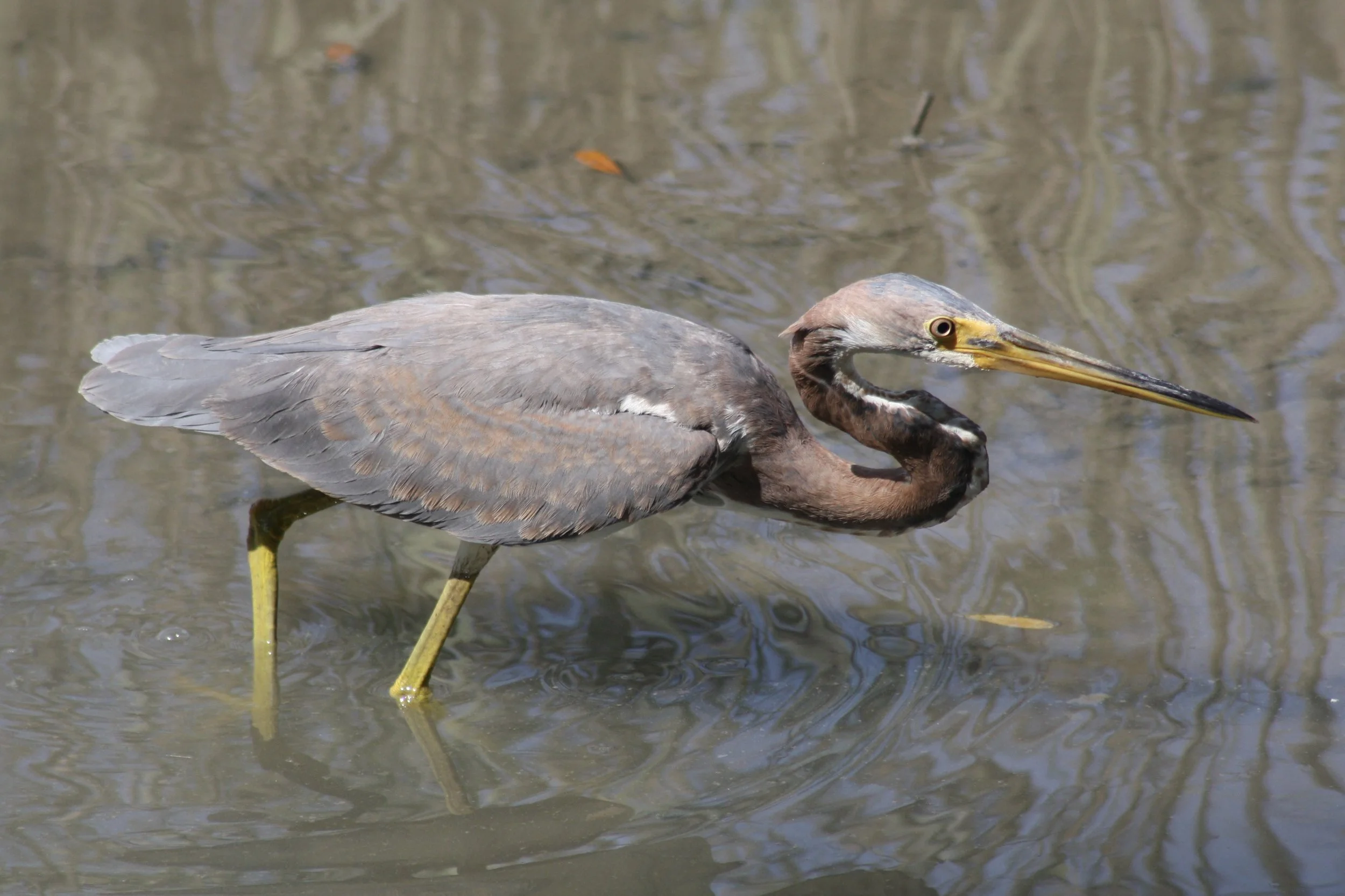 Tricolored Heron, Skidaway Island, GA, 2026.