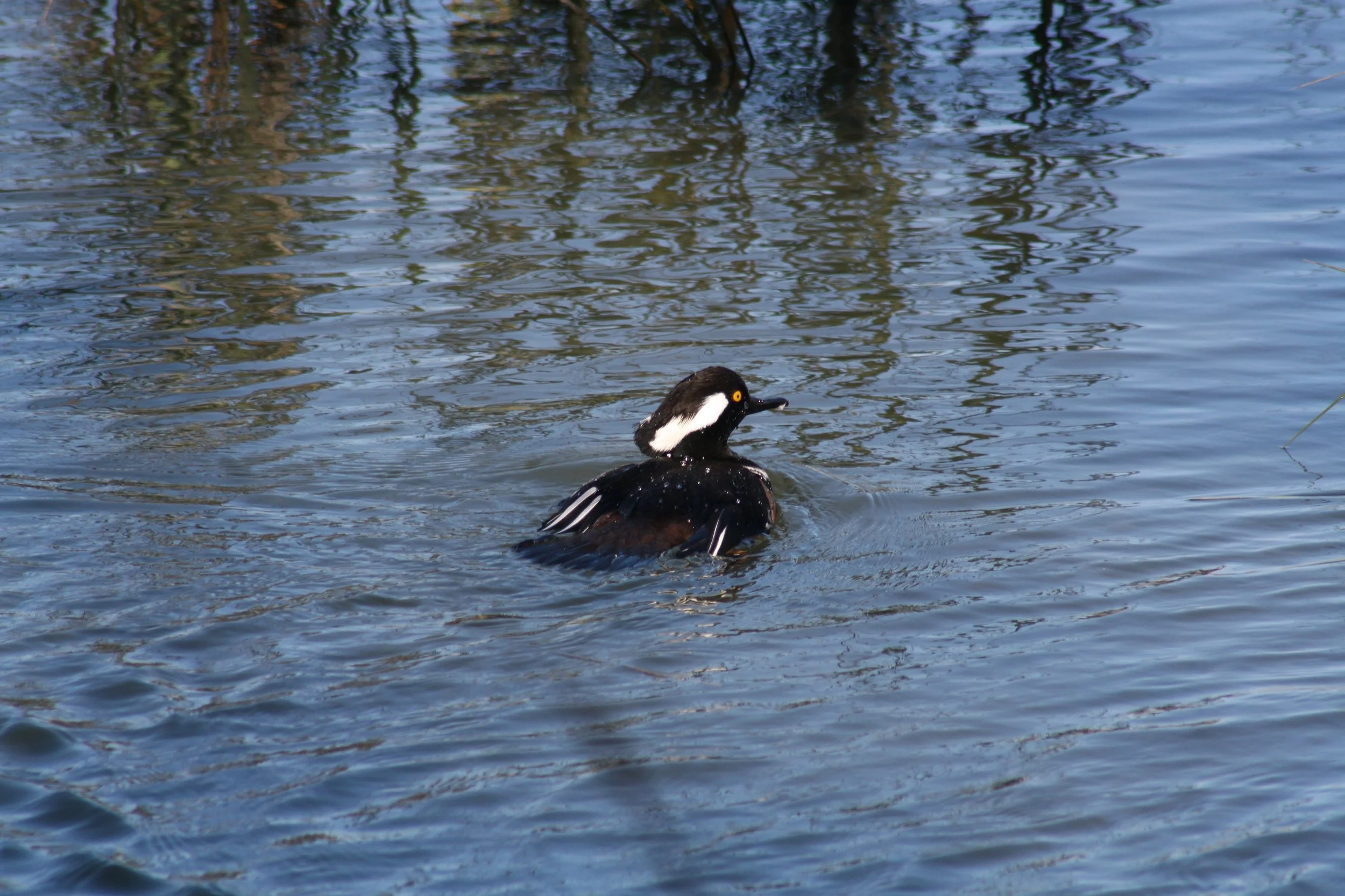 Hooded Merganser, Skidaway Island, GA, 2025.