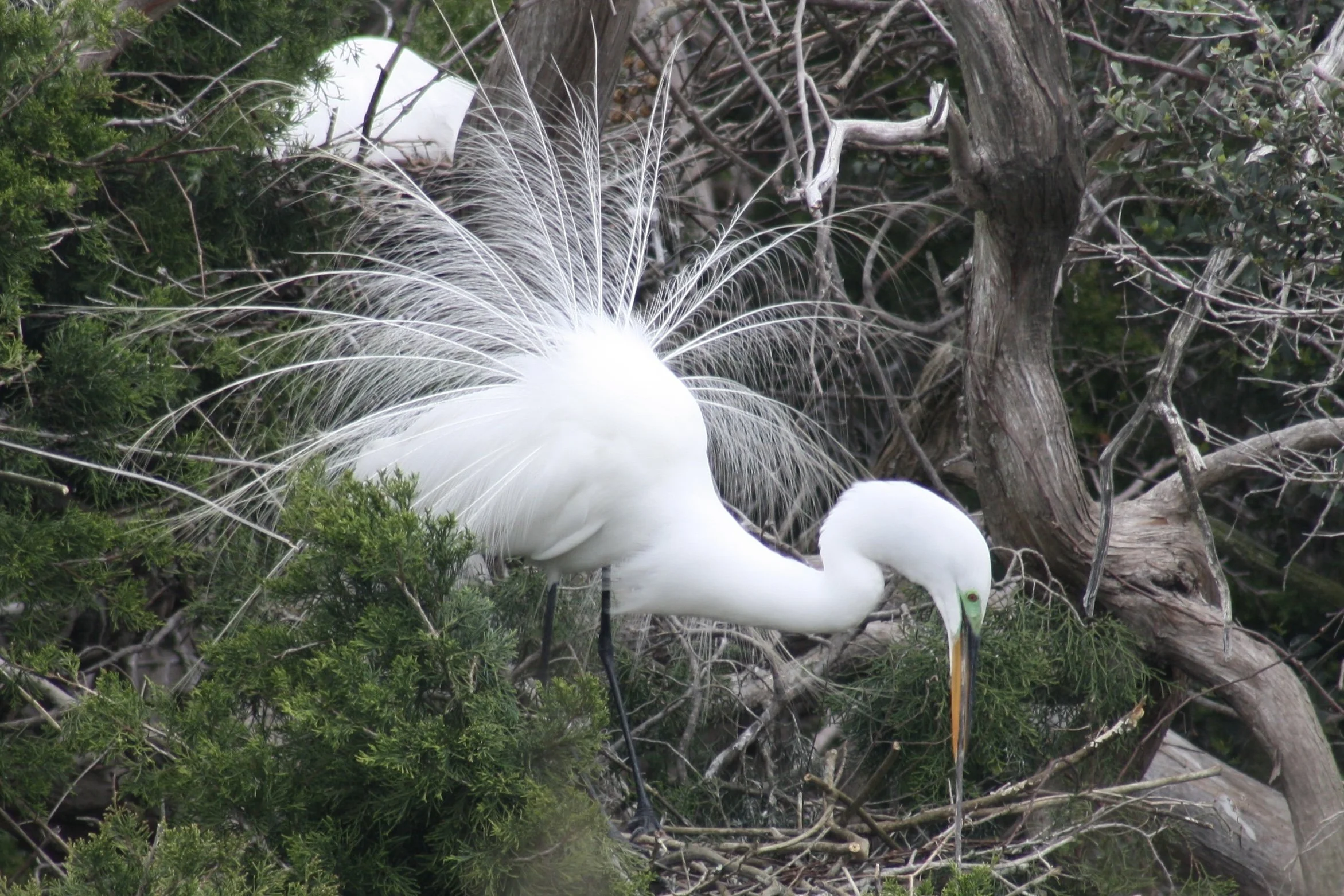 Great Egret, Hilton Head Island, SC, 2026.