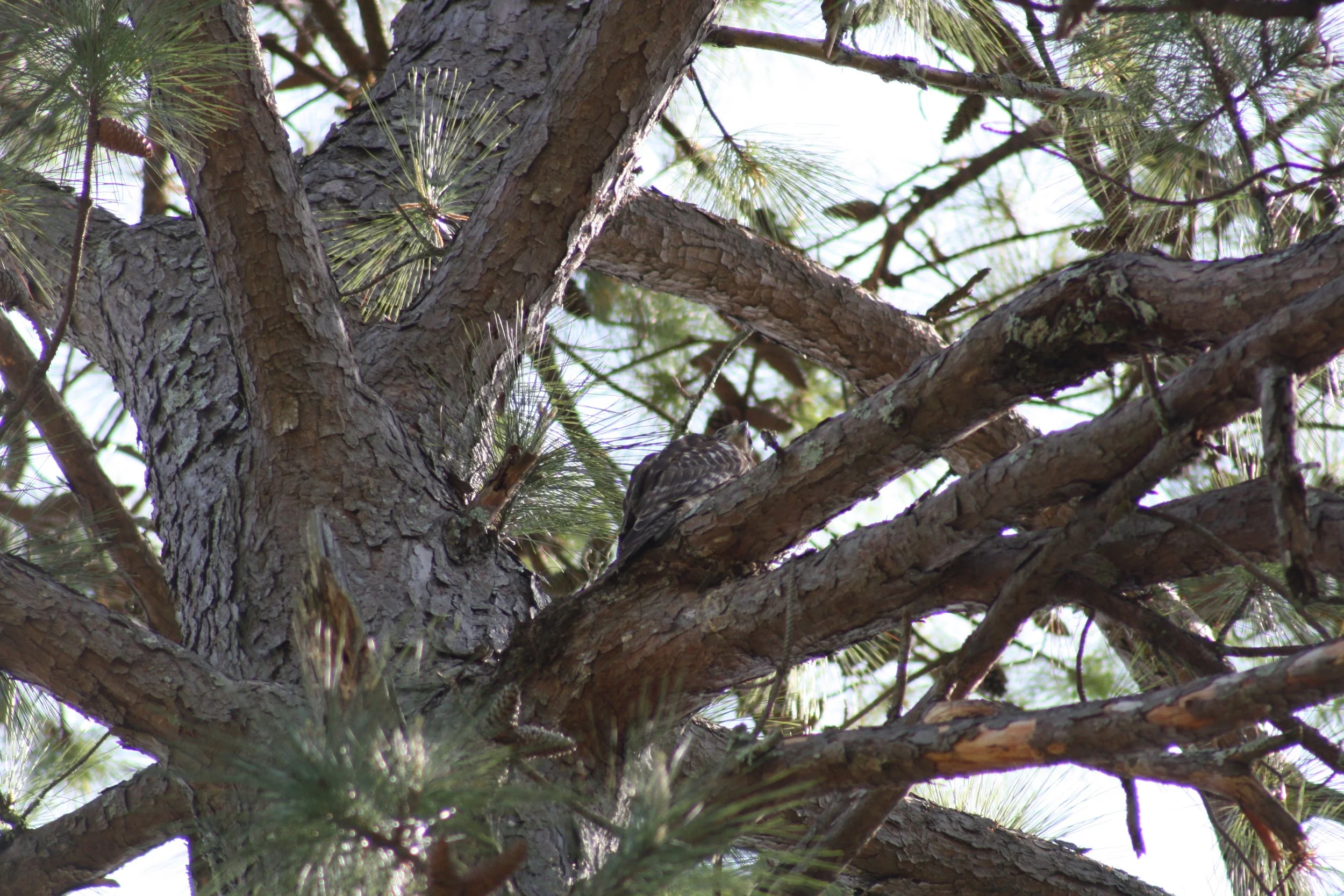 Red Tailed Hawk, Atlanta, GA, 2025.