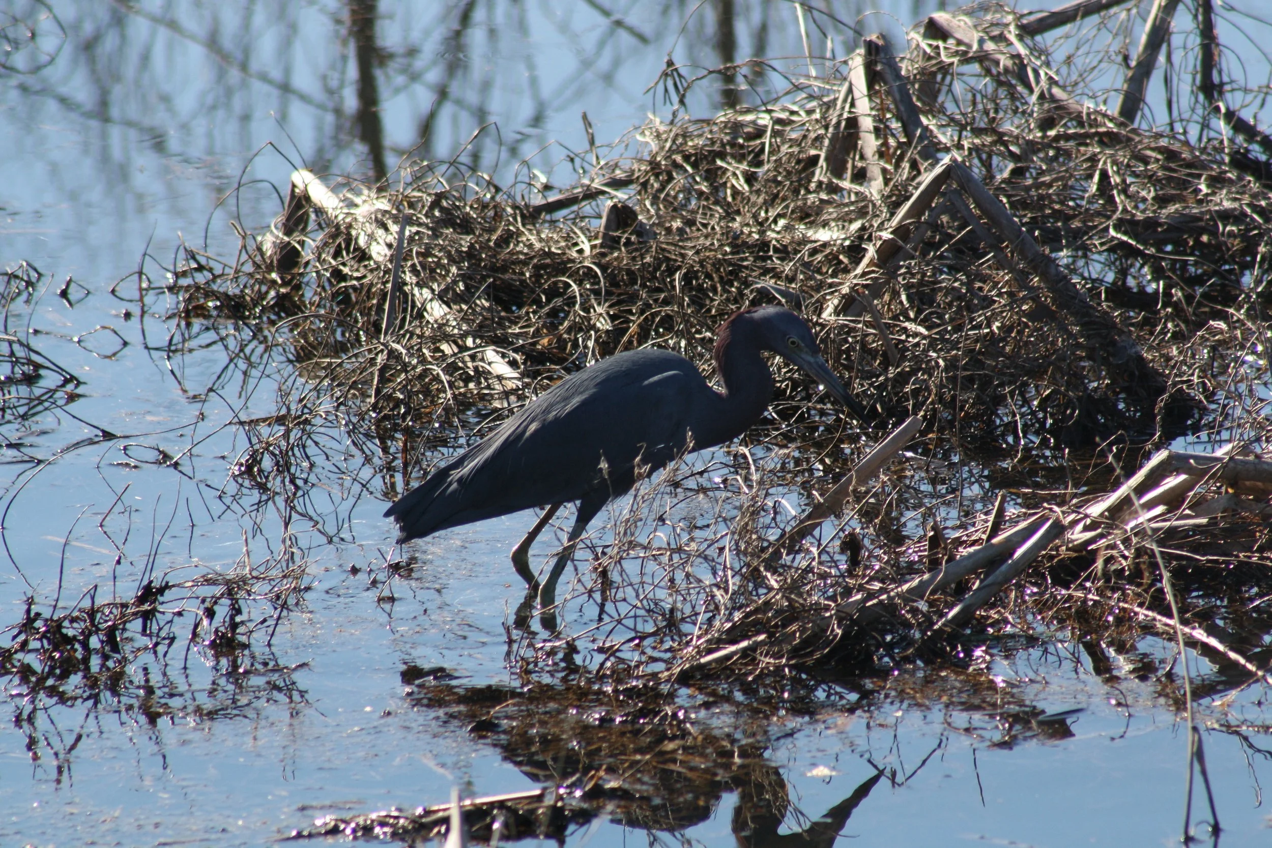 Little Blue Heron, Savannah, GA, 2025.