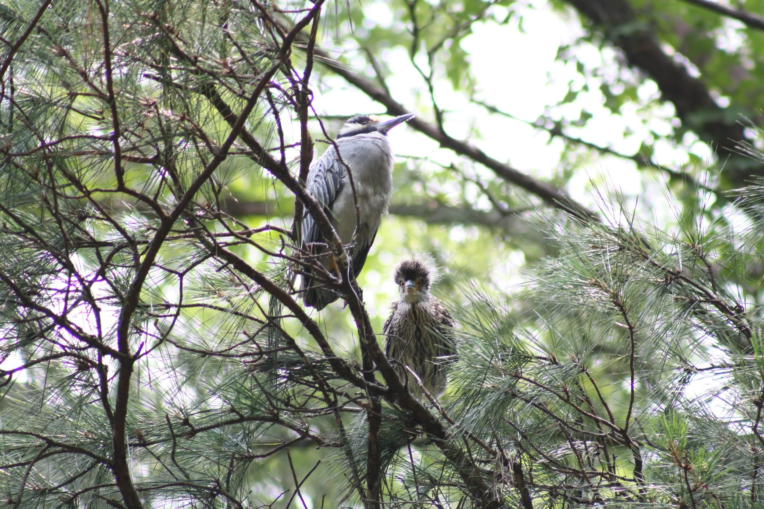 Yellow Crowned Night Heron, Cochran Shoals, GA, 2025.