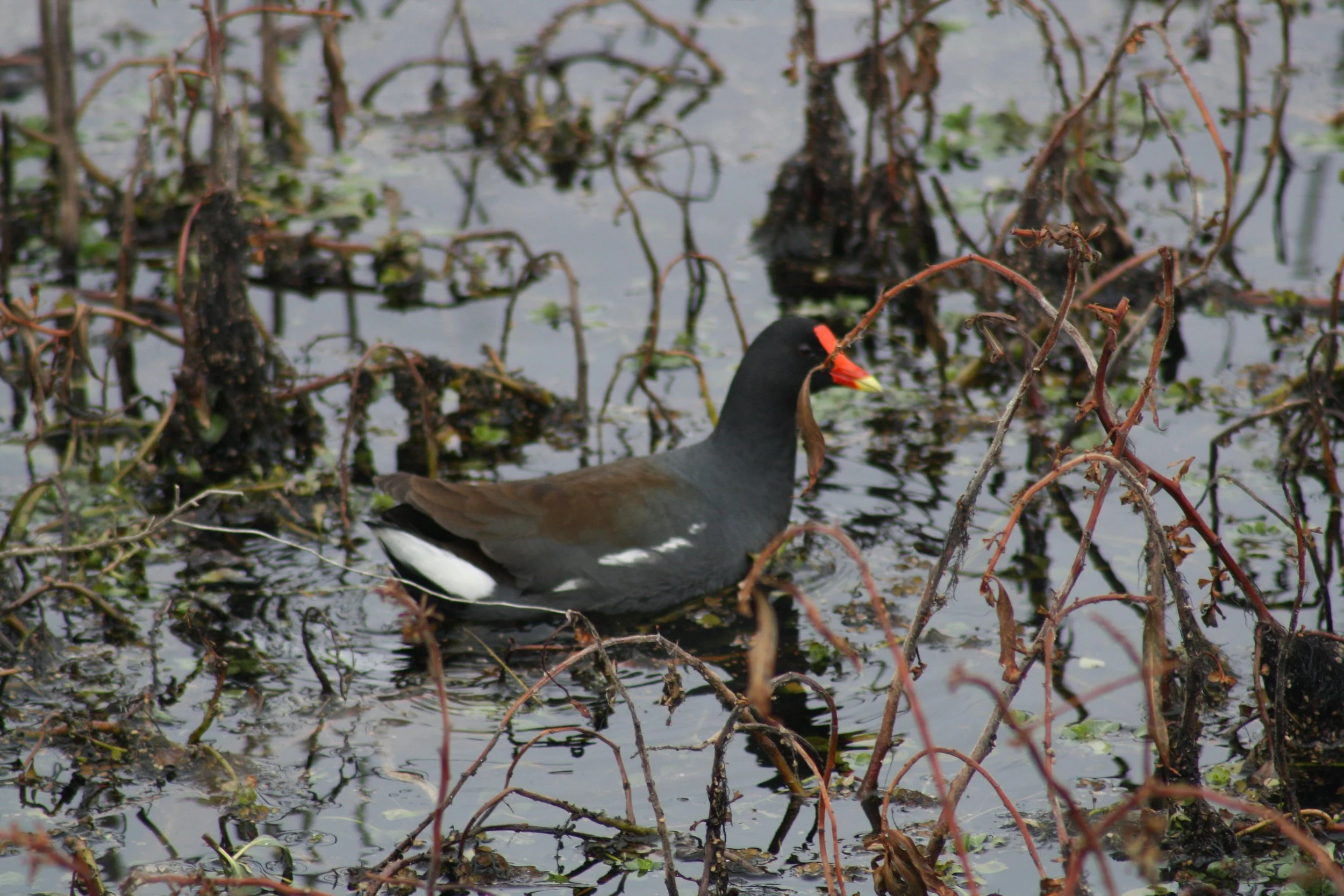 Common Gallinule, Savannah, GA, 2026.
