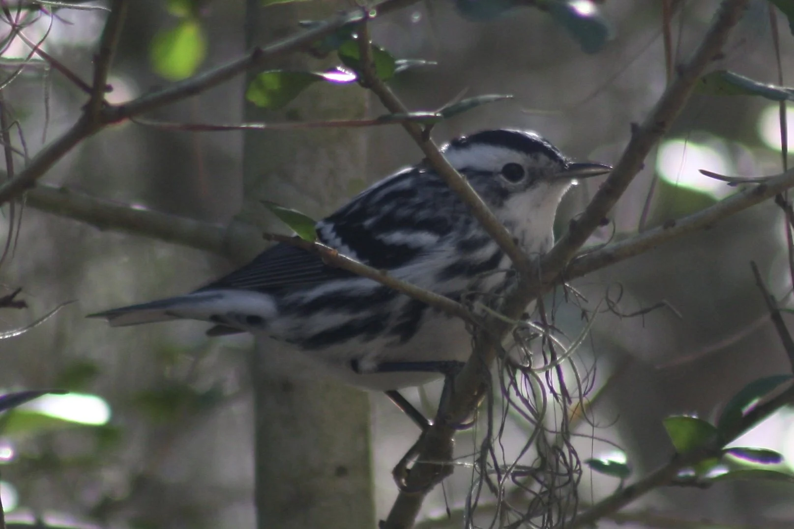 Black and White Warbler, Skidaway Island, GA, 2026.