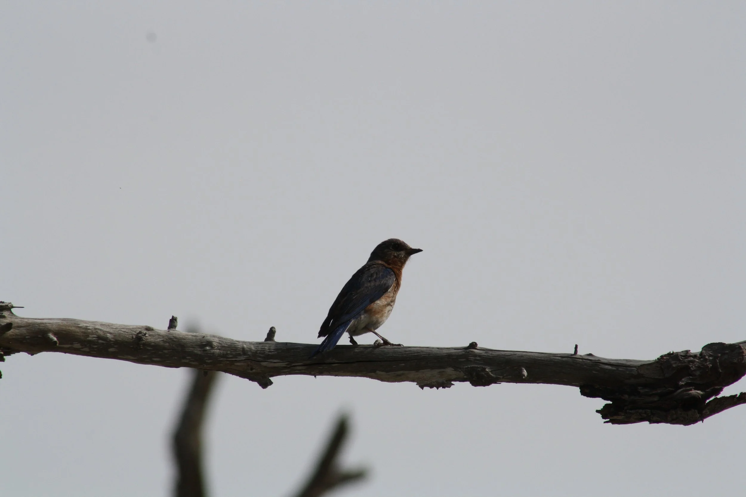 Eastern Bluebird, Jekyll Island, GA, 2025.
