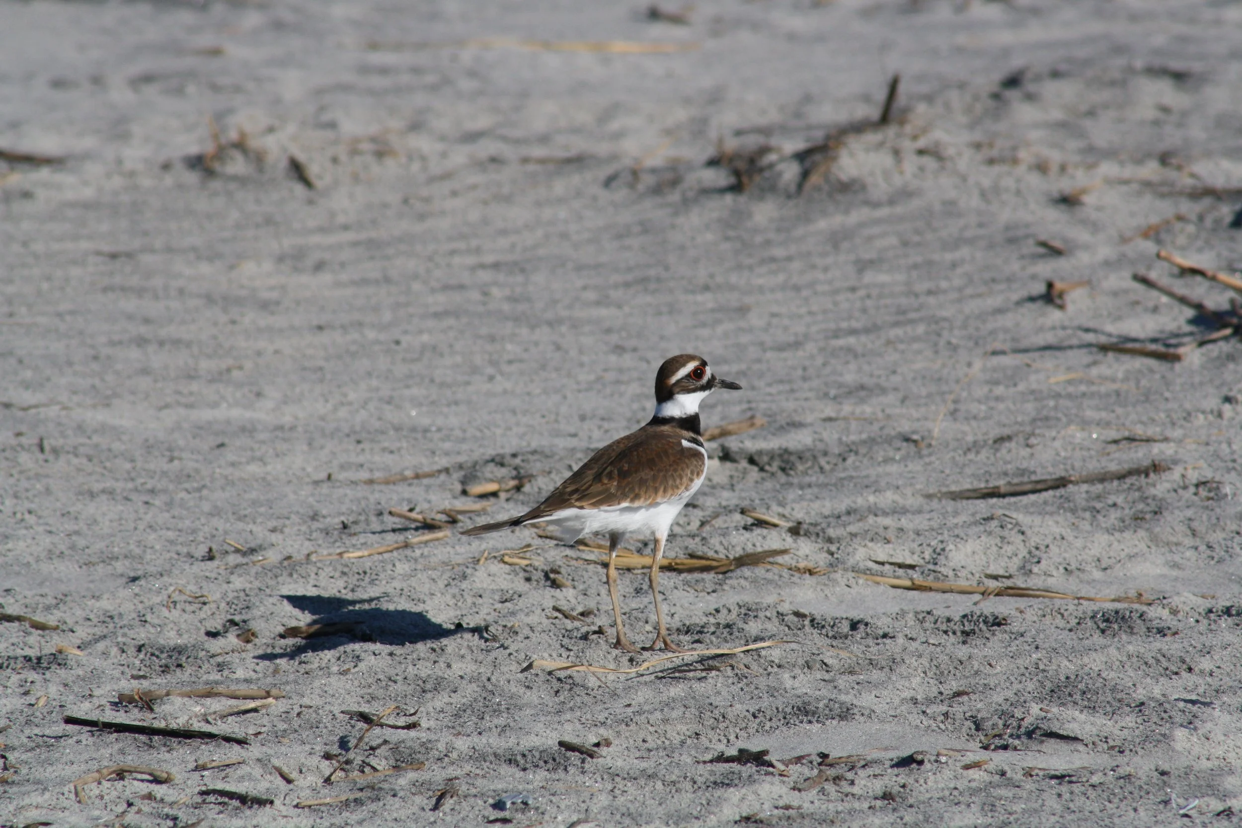 Killdeer, Tybee Island, GA, 2025.