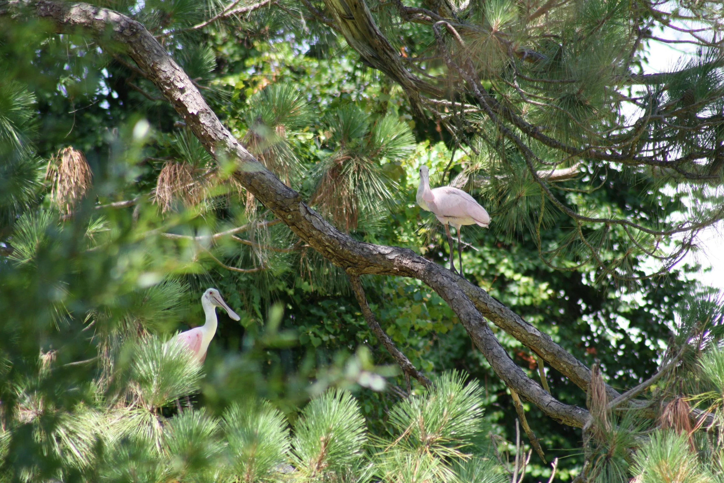 Roseate Spoonbill, Jekyll Island, GA, 2025.