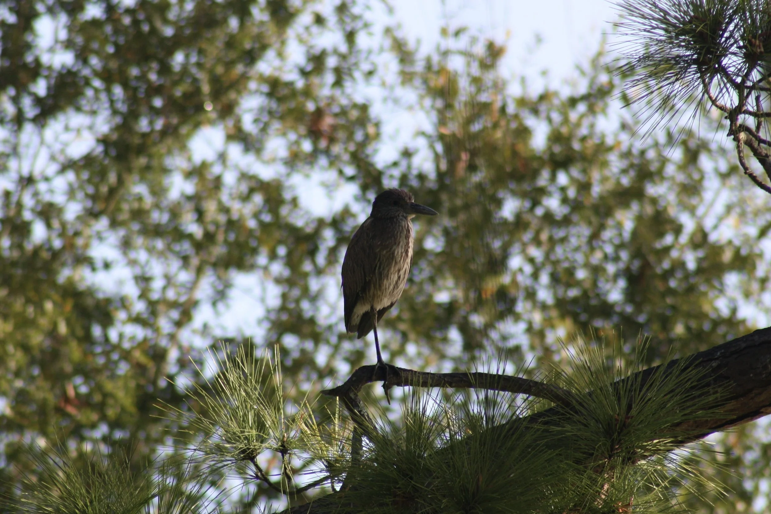 Black Crowned Night Heron, Jekyll Island, GA, 2026.