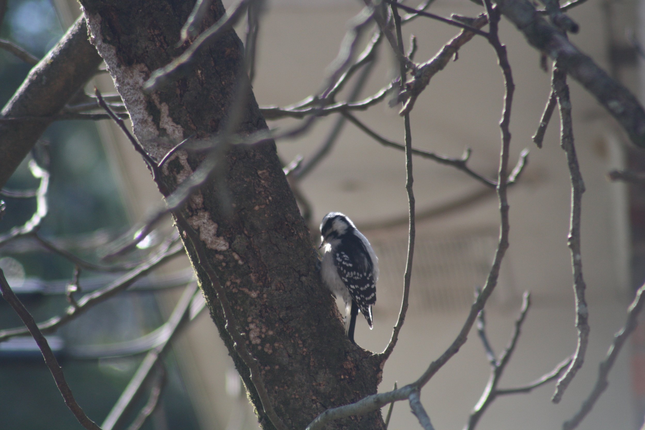 Downy Woodpecker, Atlanta, GA, 2025.