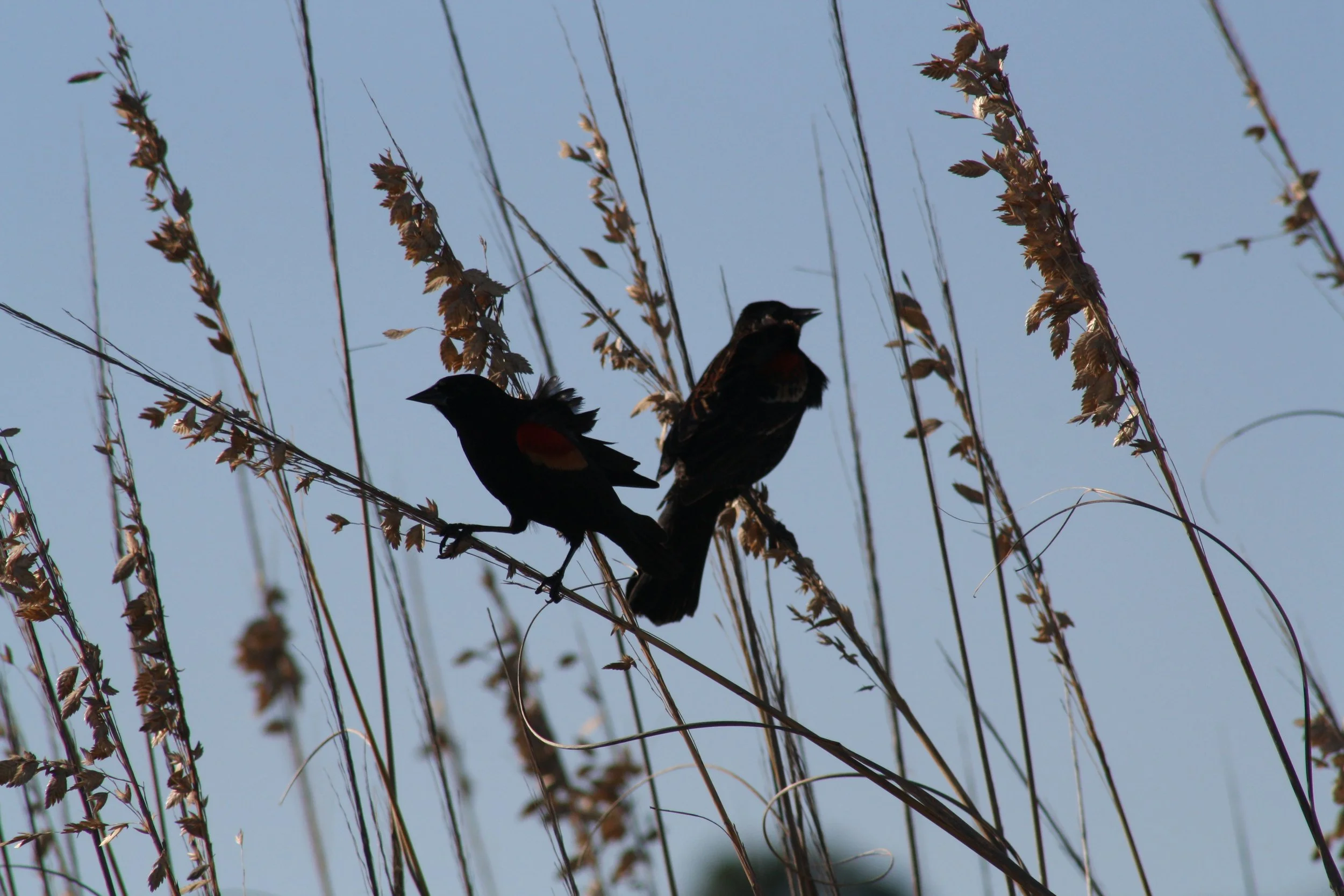Red Winged Blackbird, Jekyll Island, GA, 2025.
